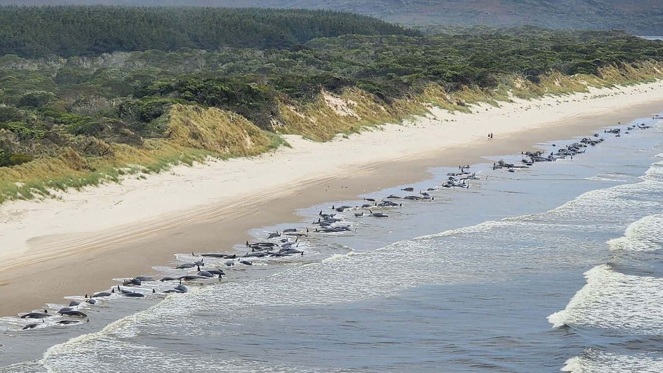 Whales%20beached%20in%20Australia%20along%20Tasmania's%20wesund%20coast