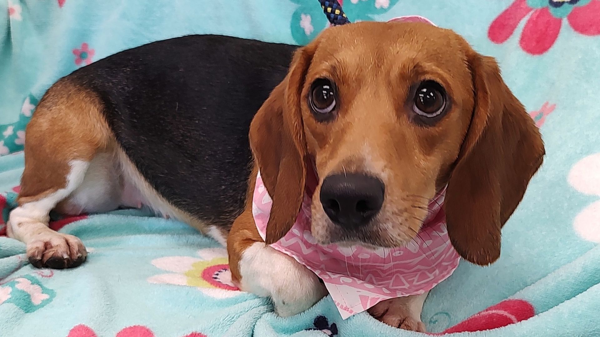 A beagle on a flower-print blanket