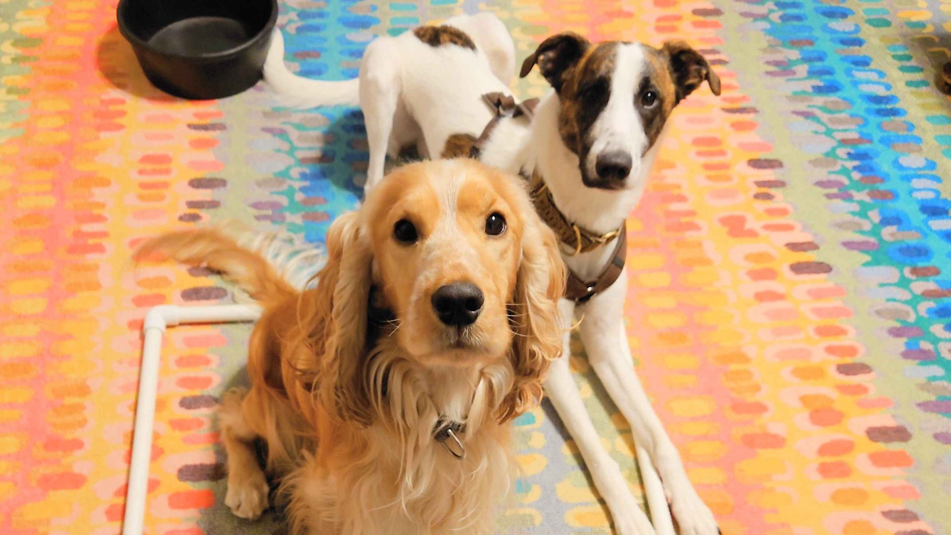 Two dogs sit on a bright rainbow rug; a golden Cocker Spaniel rests in front inside a white PVC square frame, while a white-and-brown greyhound mix stands behind. A black bowl sits nearby.