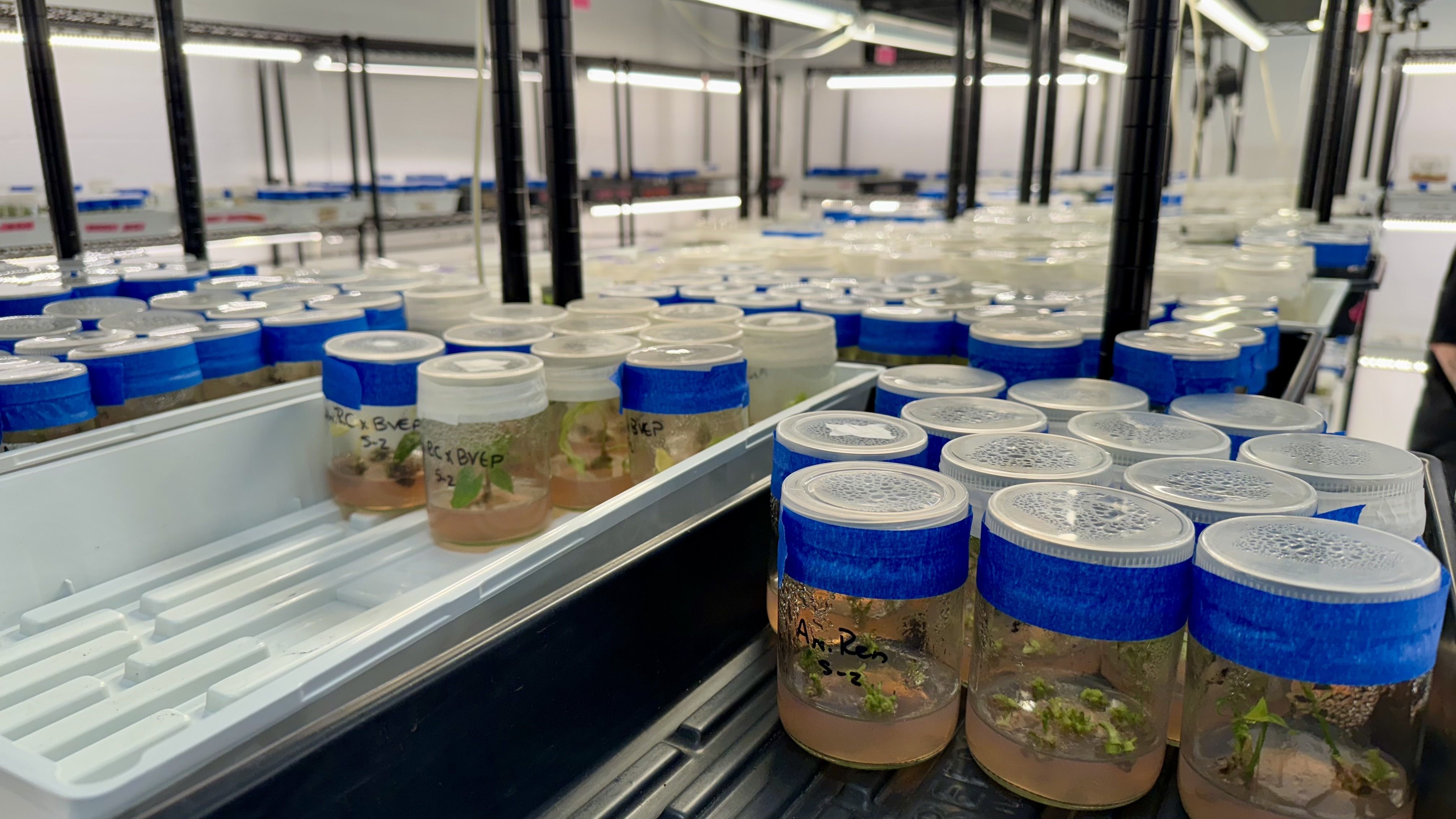 small specimens floating in jelly in a lab