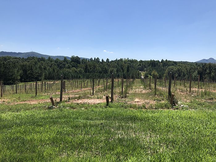 Veronet Vineyards and Winery vineyard