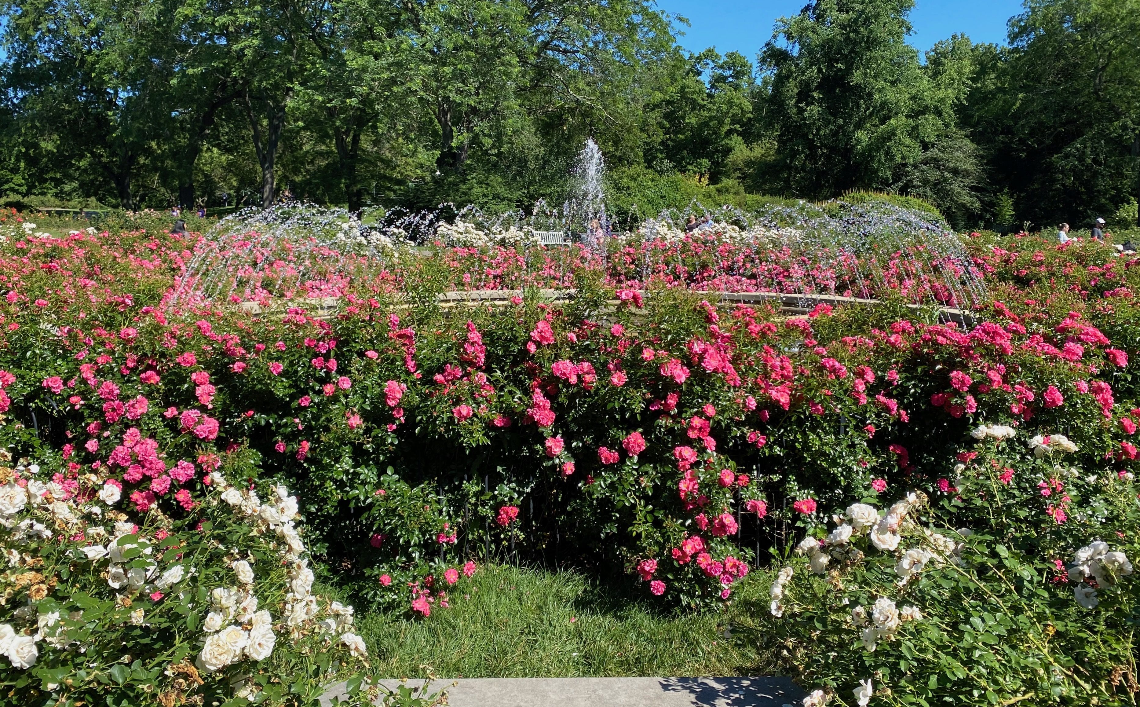 A fountain surrounded by pink and white rose bushes