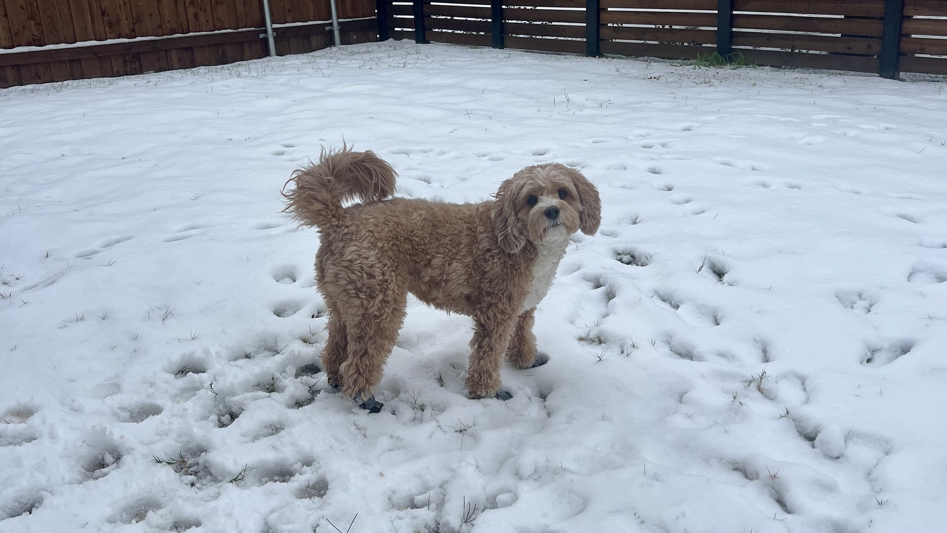 A brown curly-haired dog standing on a snow-covered backyard with wooden fences and a cloudy sky in the background.