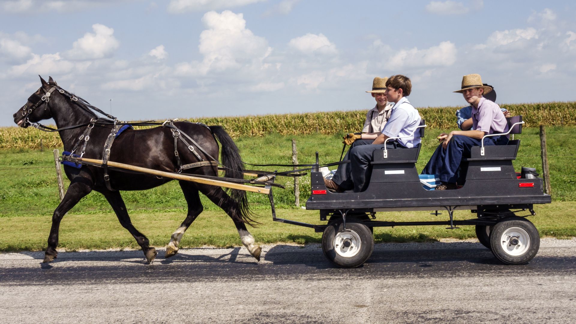 Amish boys being pulled in a horse and buggy.