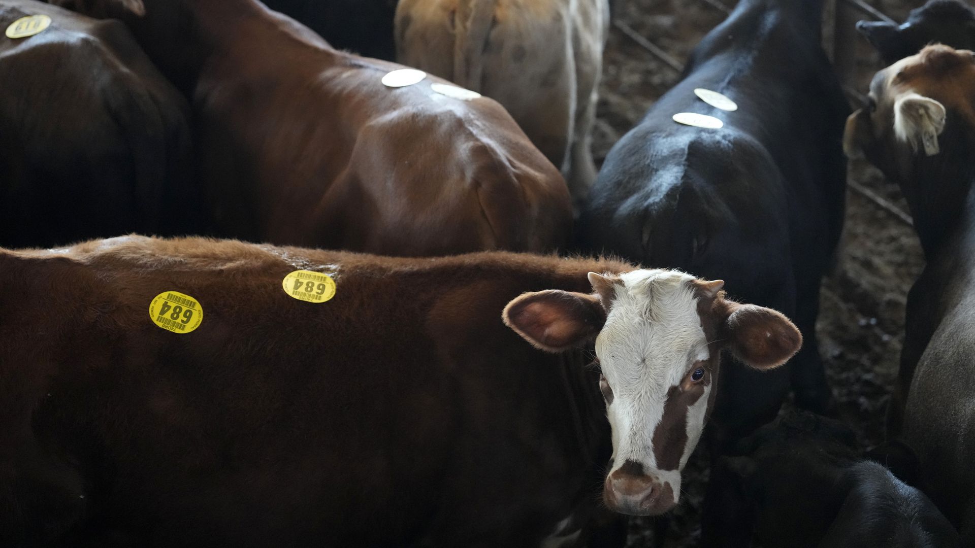 Cattle with tags in a pen at an auction ground. 
