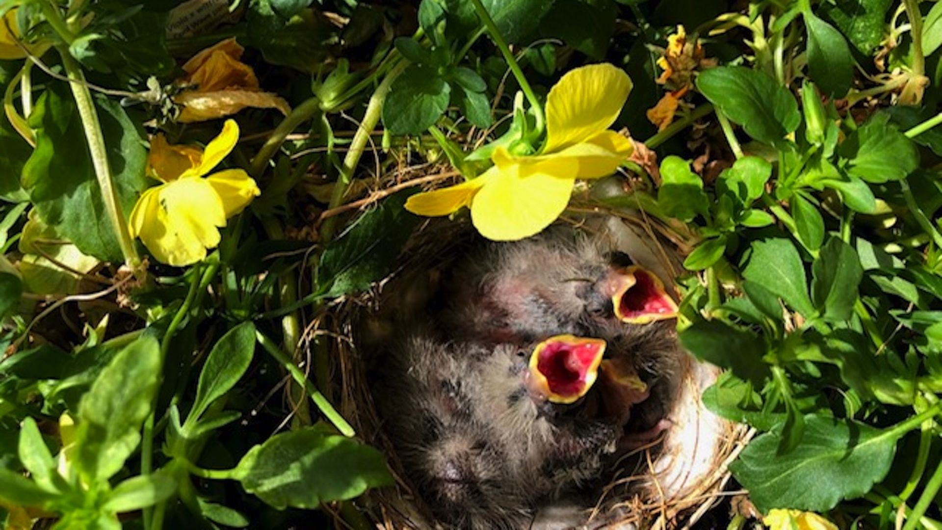 Two baby birds with their mouths open in a nest surrounded by green leaves.