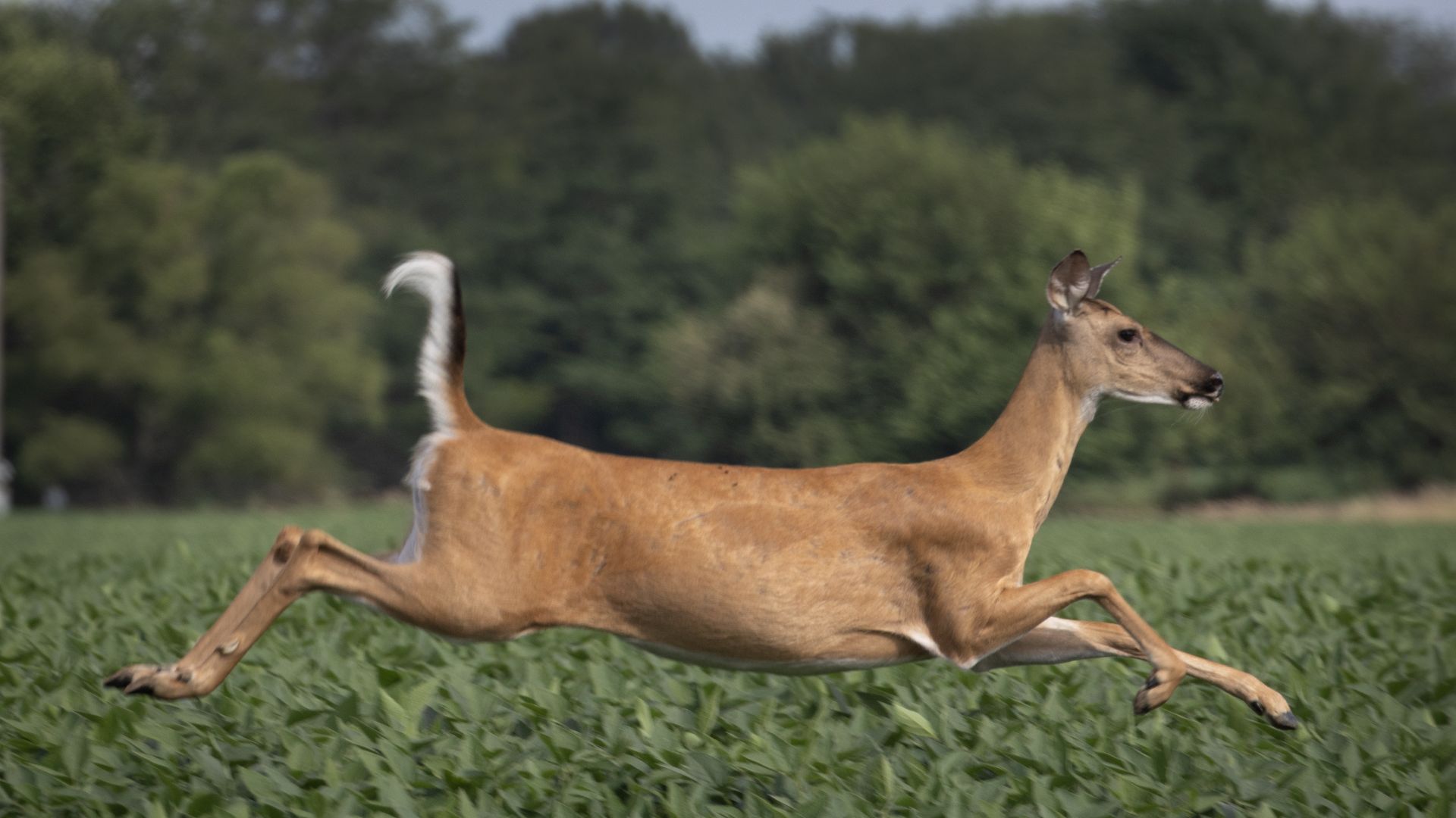 Deer jumping in a soybean field. 