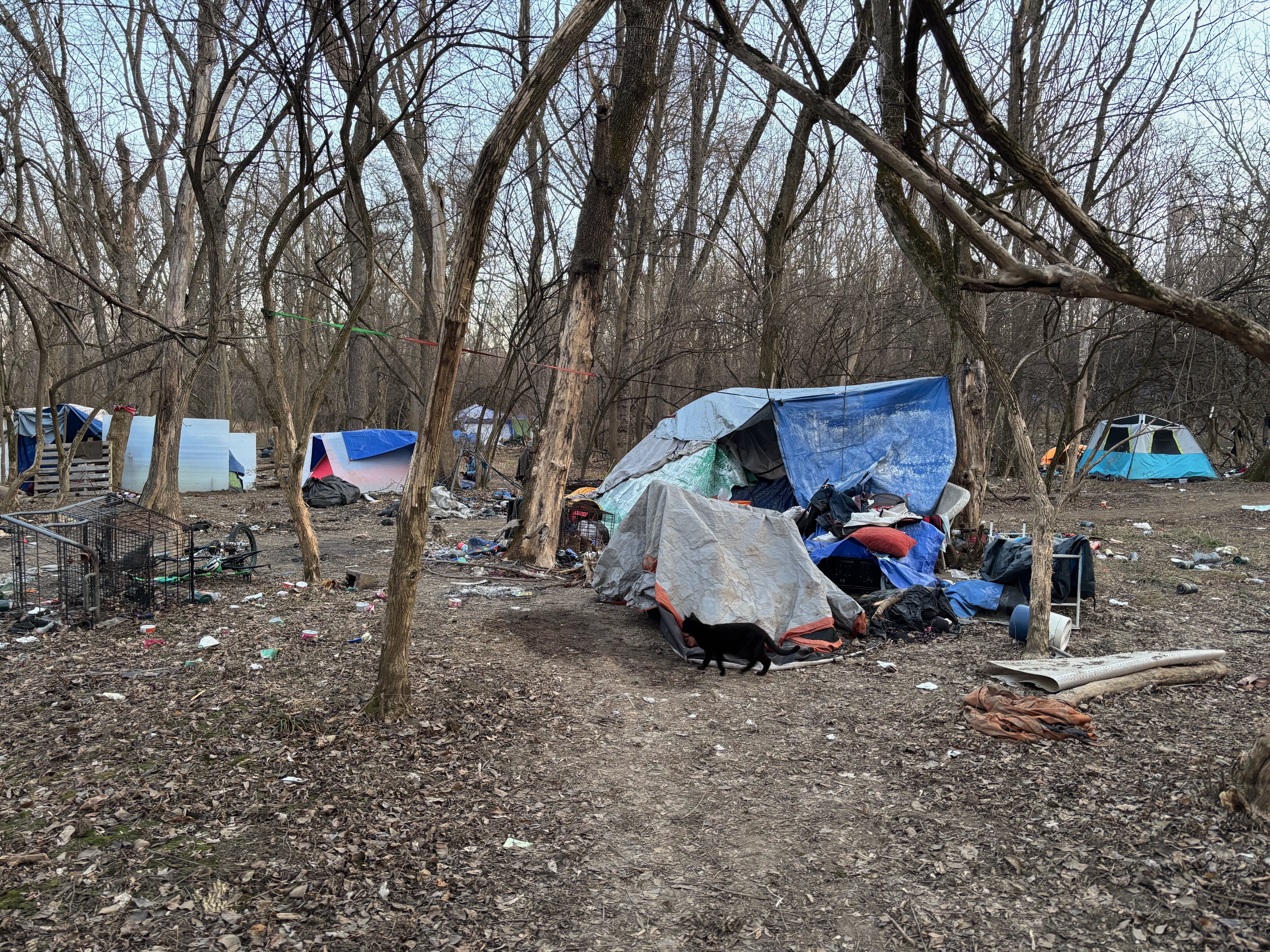 Makeshift tents and tarps in a leaf-strewn wooded area with scattered trash, a black cat walking near a covered tent, and several other tents visible among bare trees under a clear sky.