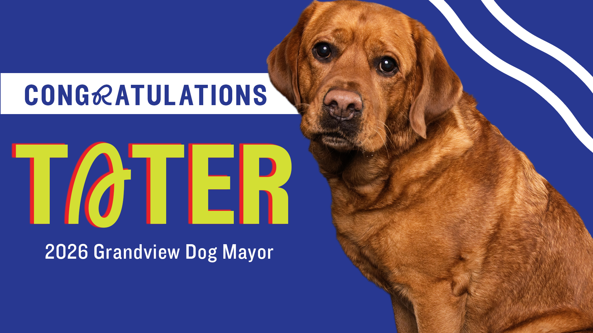 Blue poster featuring a brown dog on the right, a white banner reading "CONGRATULATIONS", oversized lime-yellow letters "TATER" with red shadow on the left, and the text "2026 Grandview Dog Mayor" at the bottom.
