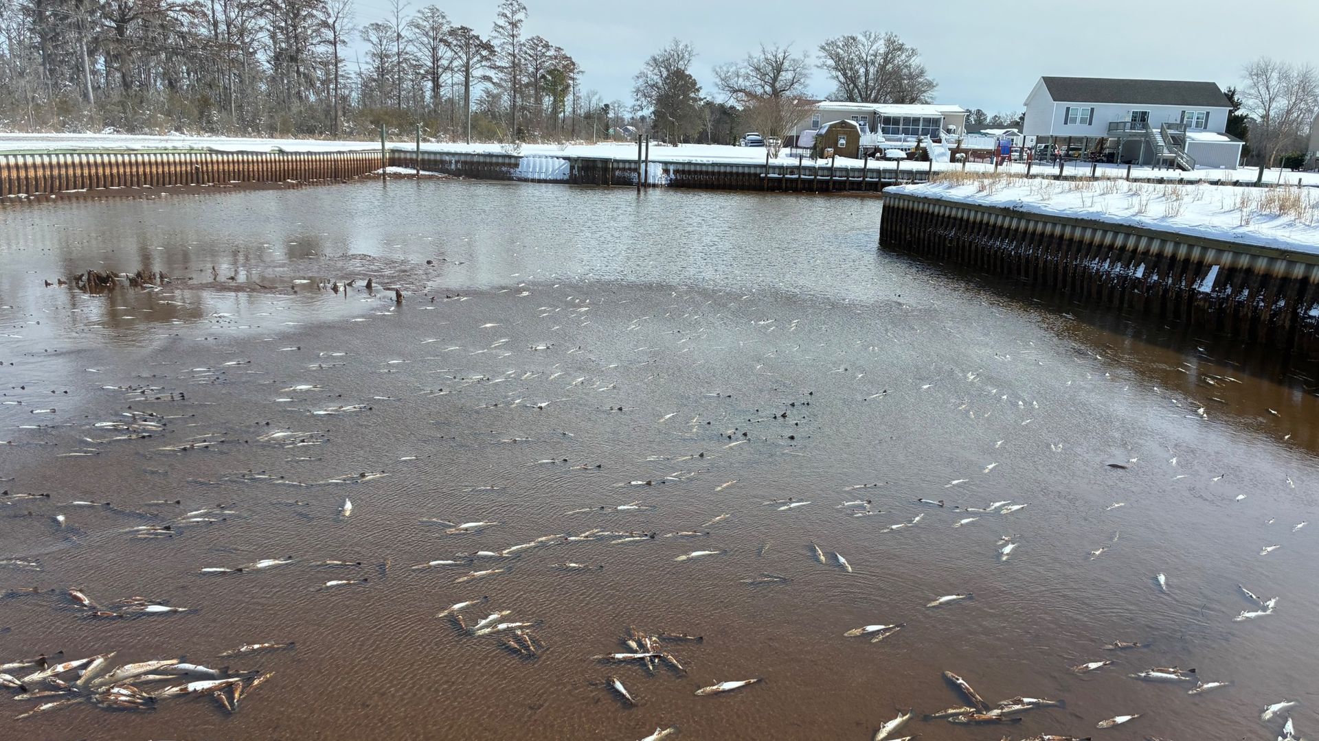 A brown water canal filled with numerous dead fish floating on the surface, surrounded by snow-covered banks and residential houses in the background under a cloudy sky.