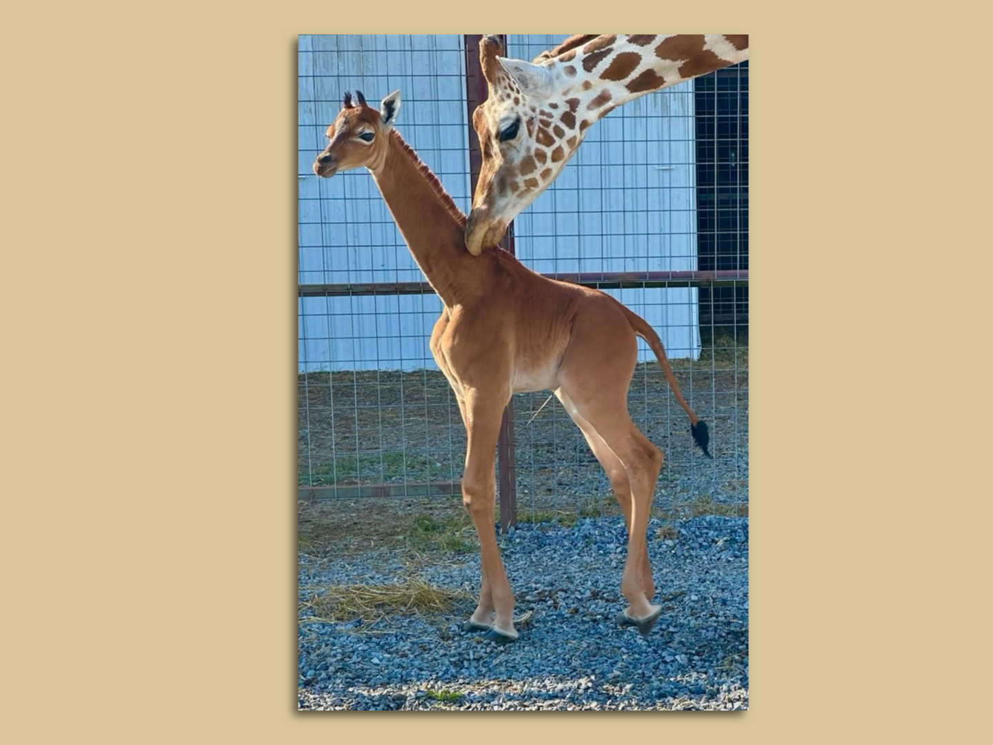 ★再値下げ★Gunnar Nylund Giraffe  Giraffe Standing - Nala Africa Collection
