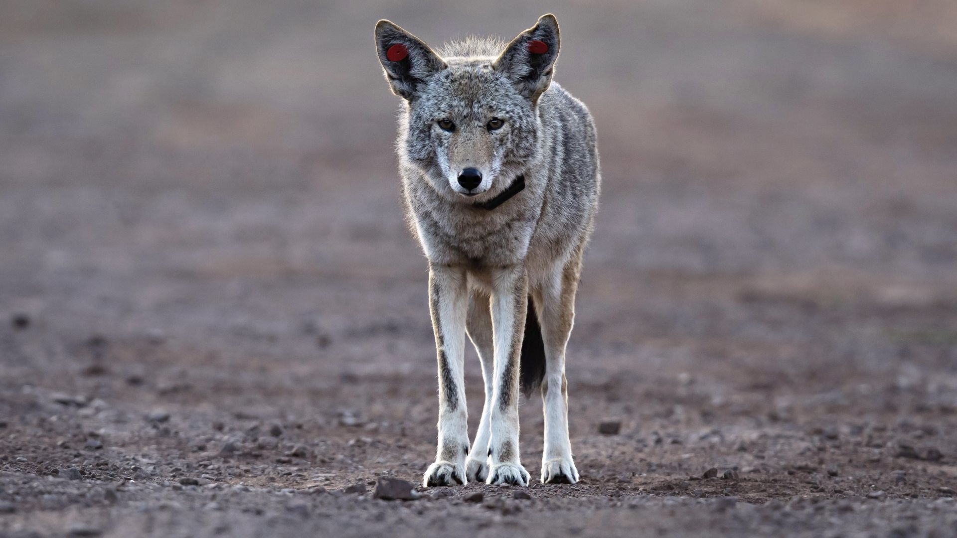 A gray coyote with red ear tags on both ears and a black collar stands on a dusty brown plain, facing the camera, with a blurred desert backdrop.