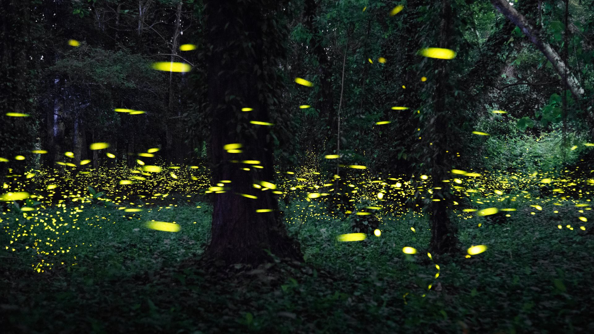 : Swarms of fireflies light up a forest at South China National Botanical Garden on May 15, 2023 in Guangzhou, Guangdong Province of China. (Photo by
