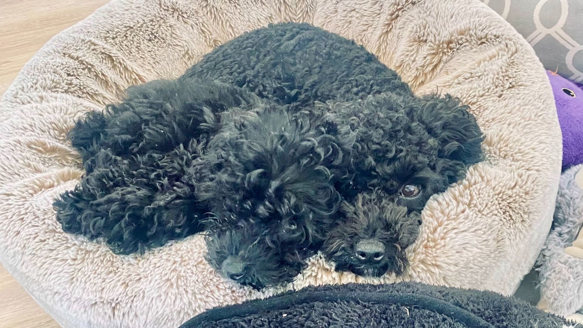 Small black, curly-haired dog curled up on a soft beige plush bed, facing the camera with shiny eyes; a purple toy rests nearby on the right.