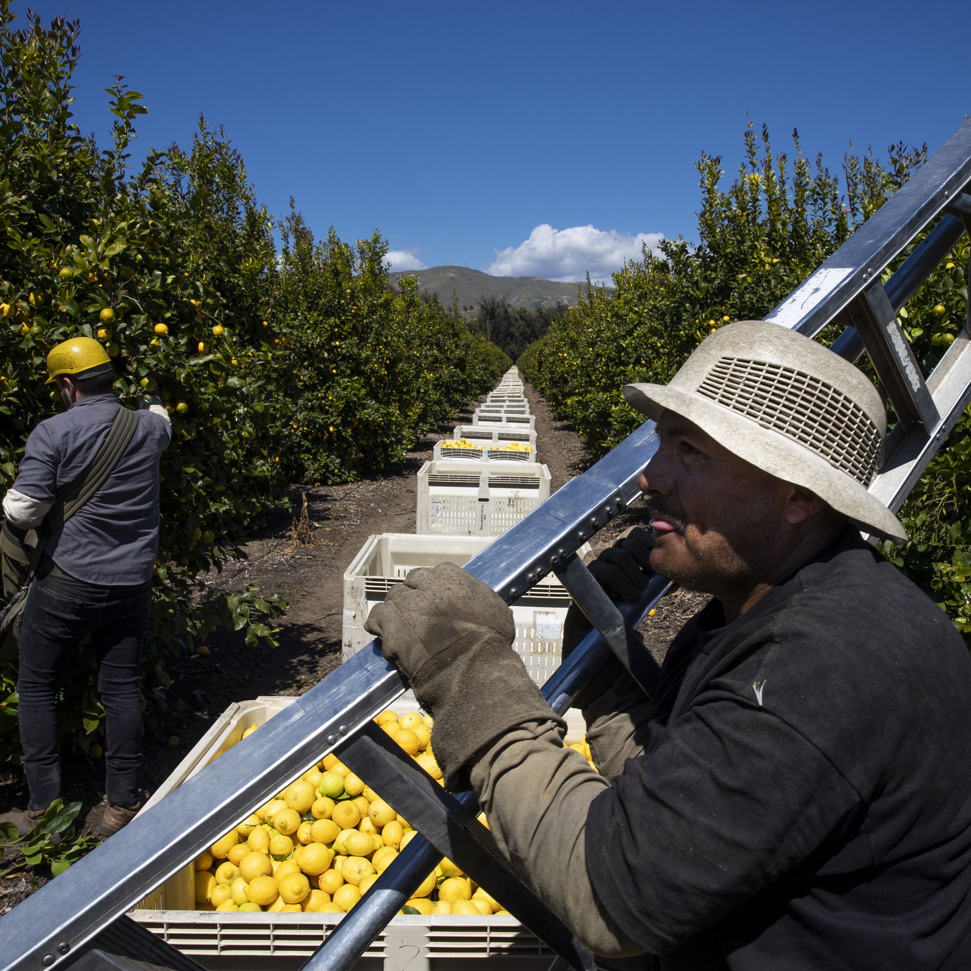 Farmworkers pick lemons.