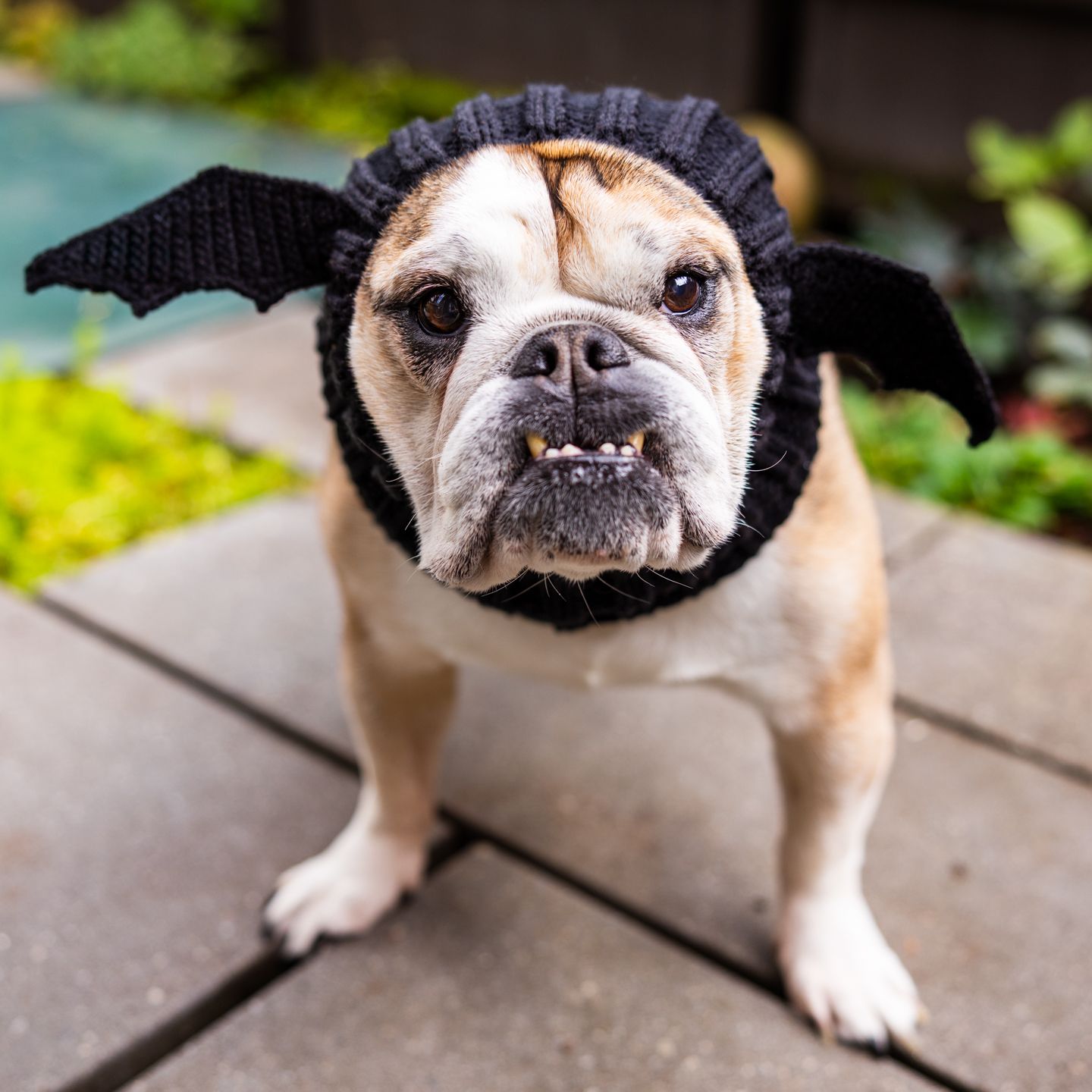 Brown and white bulldog wearing a black knitted hat with bat wings, standing on a stone pavement with greenery in the background.