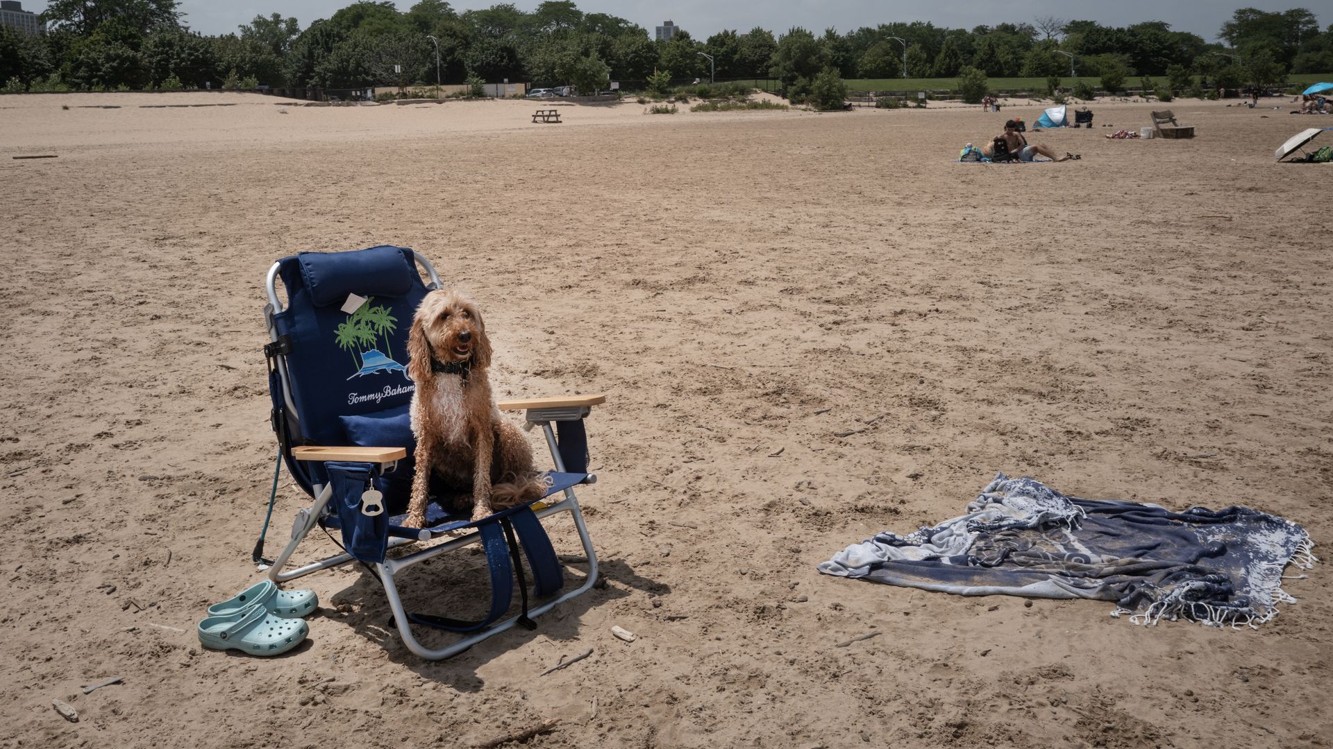 Small brown dog sits in a blue Tommy Bahama beach chair on a sandy beach, turquoise Crocs at its side. In the background, people relax under umbrellas near trees and a grassy park.