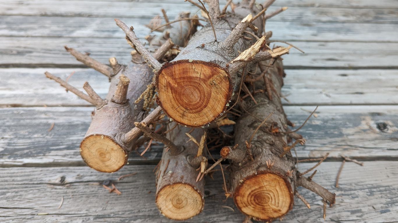 Utah's firewood quarantine keeps out invasive insects Axios Salt Lake