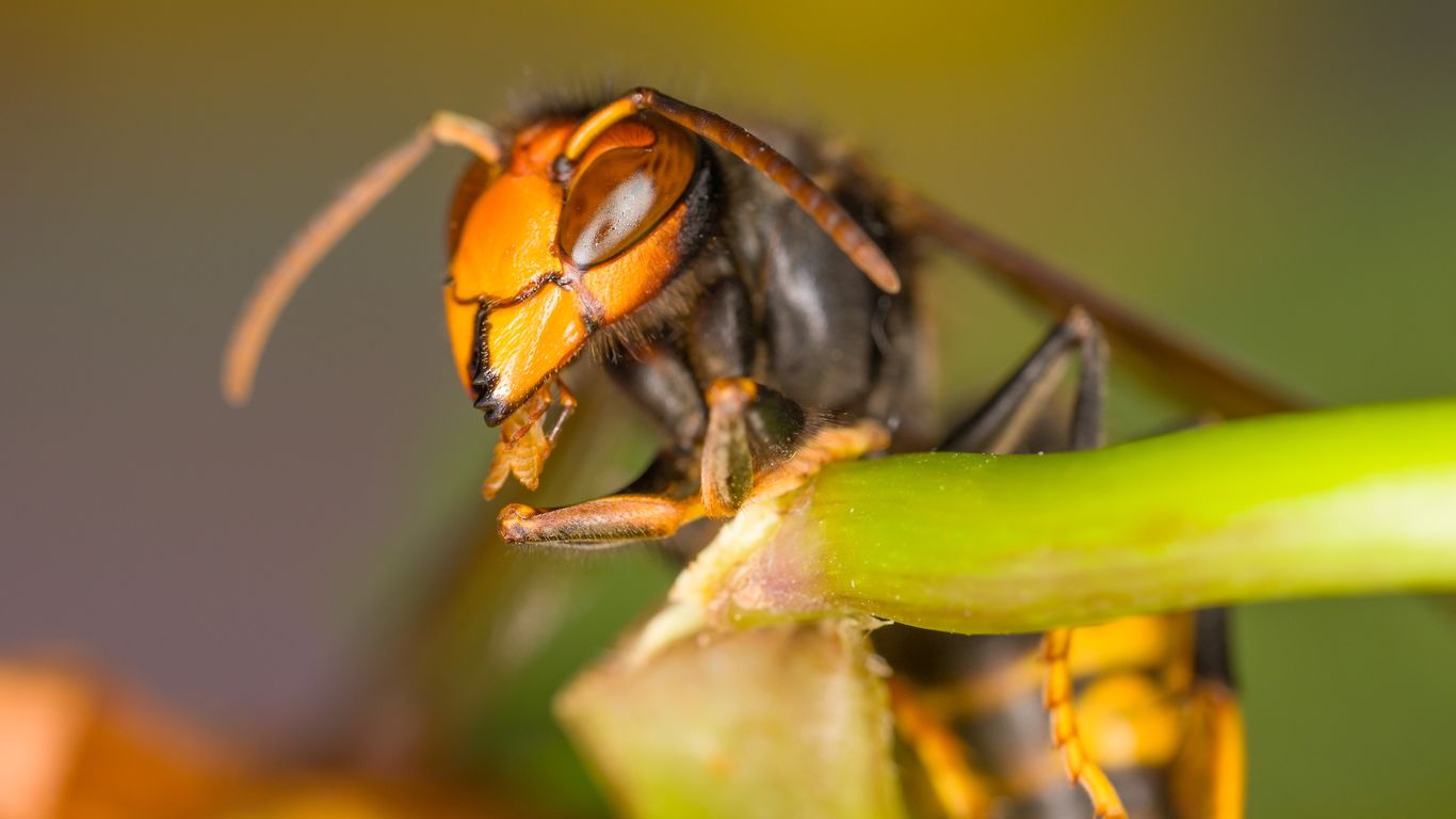Yellow-legged hornets have NC beekeepers on alert