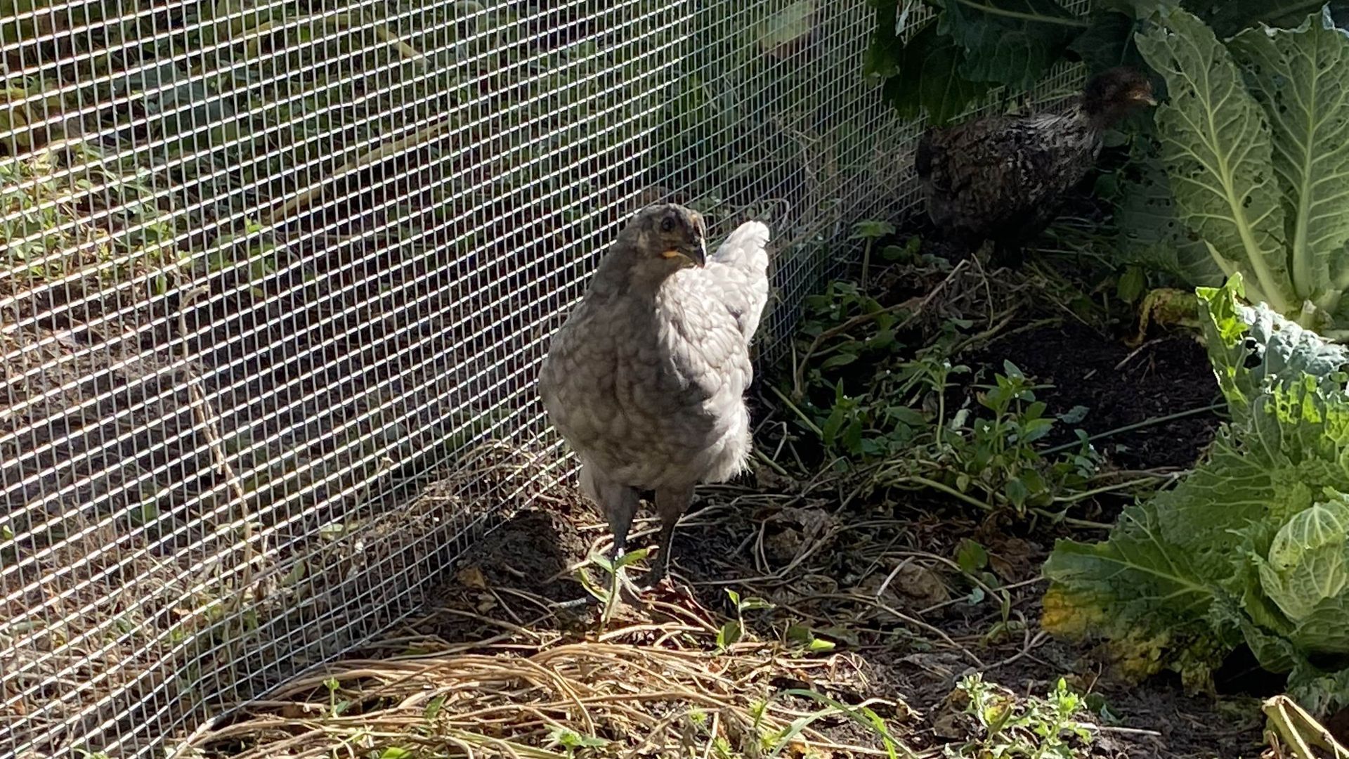 A beautiful chicken who likes to fly the coop.