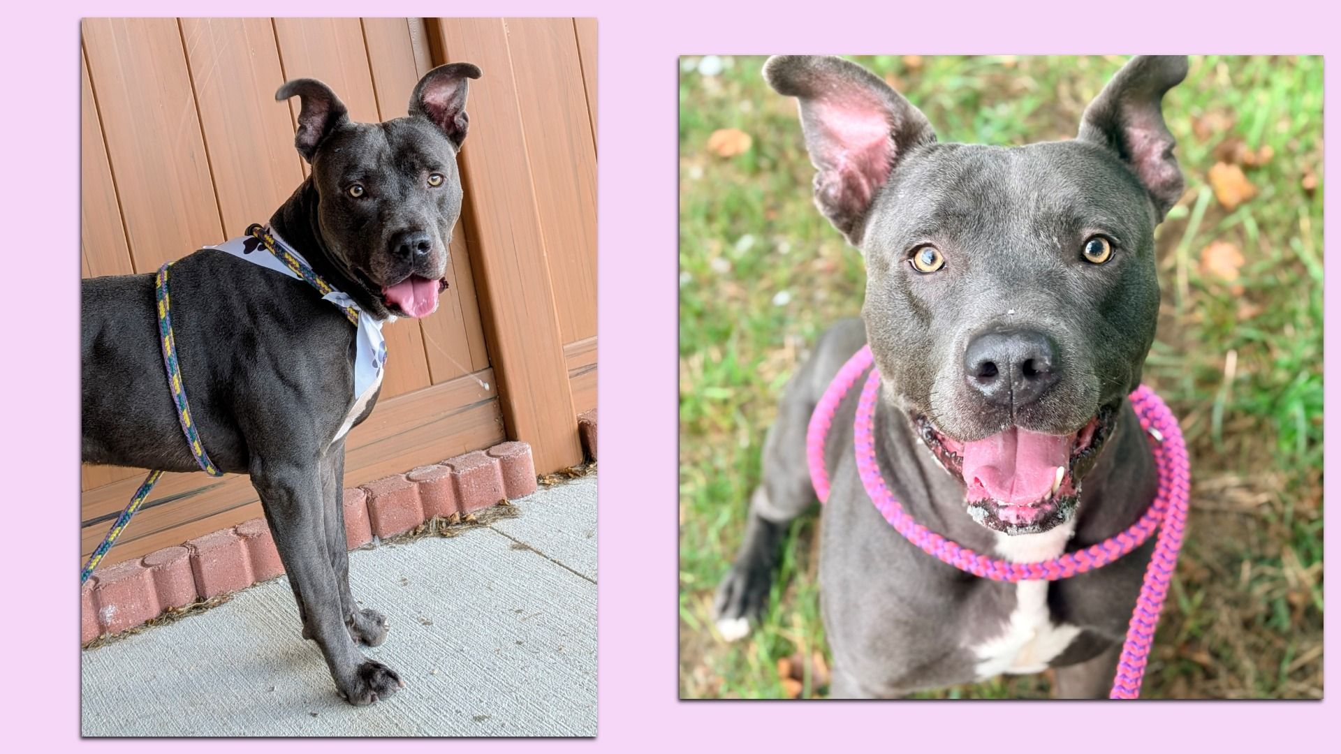 Two dogs shown side-by-side on a pink background. Left: a black pit bull wearing a white bandana and a colorful leash by a wooden wall. Right: a gray pit bull outdoors with a pink leash, mouth open.