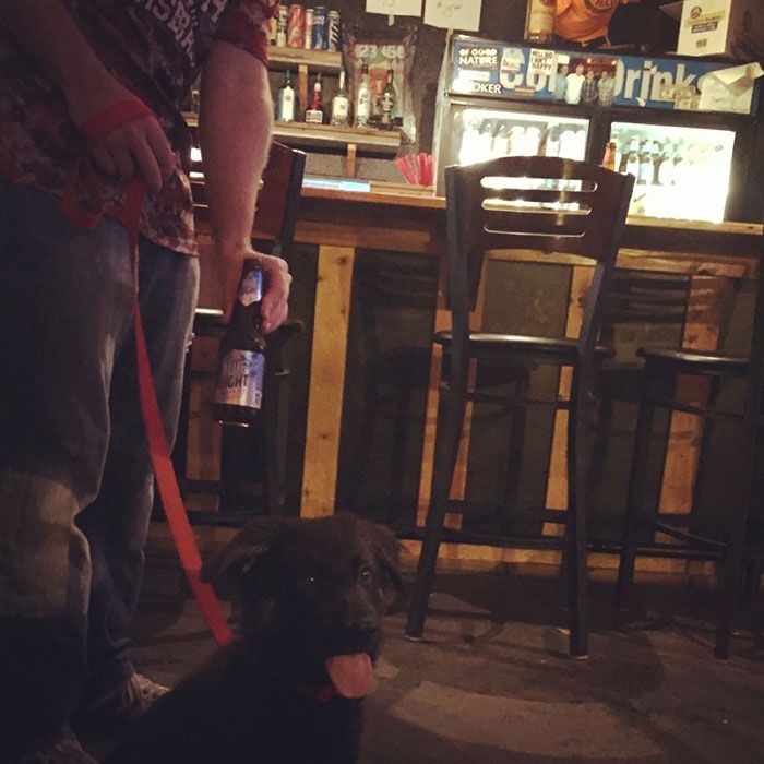 Dogs in bars