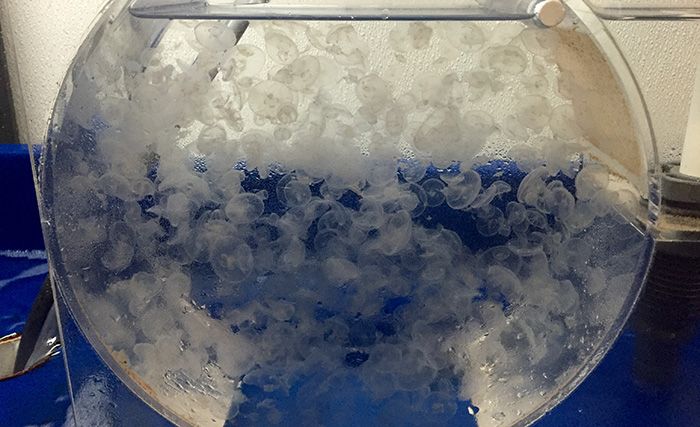 JellyfishbabiesatDiscoveryPlace