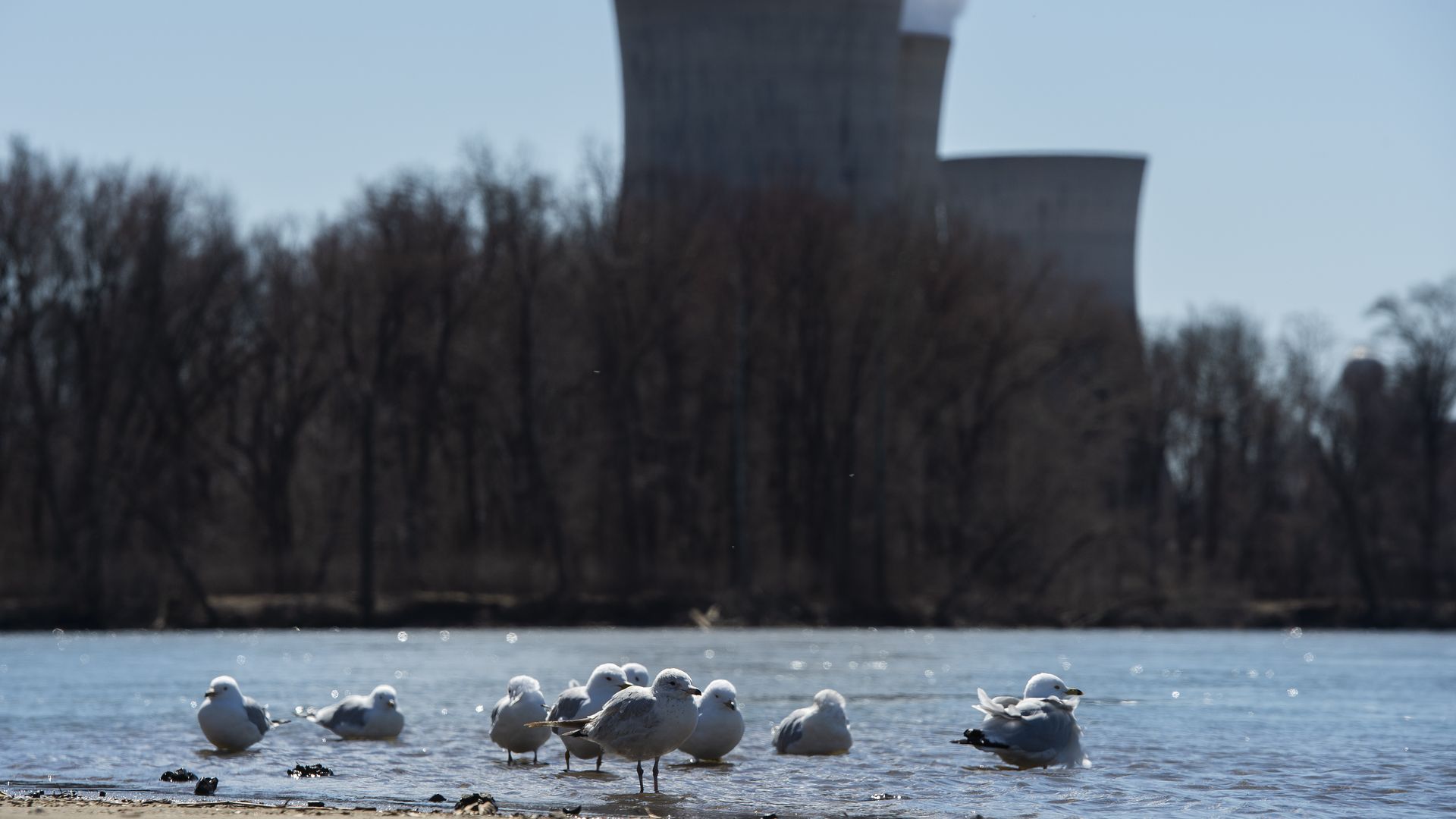 Picture of birds in front of a nuclear plant