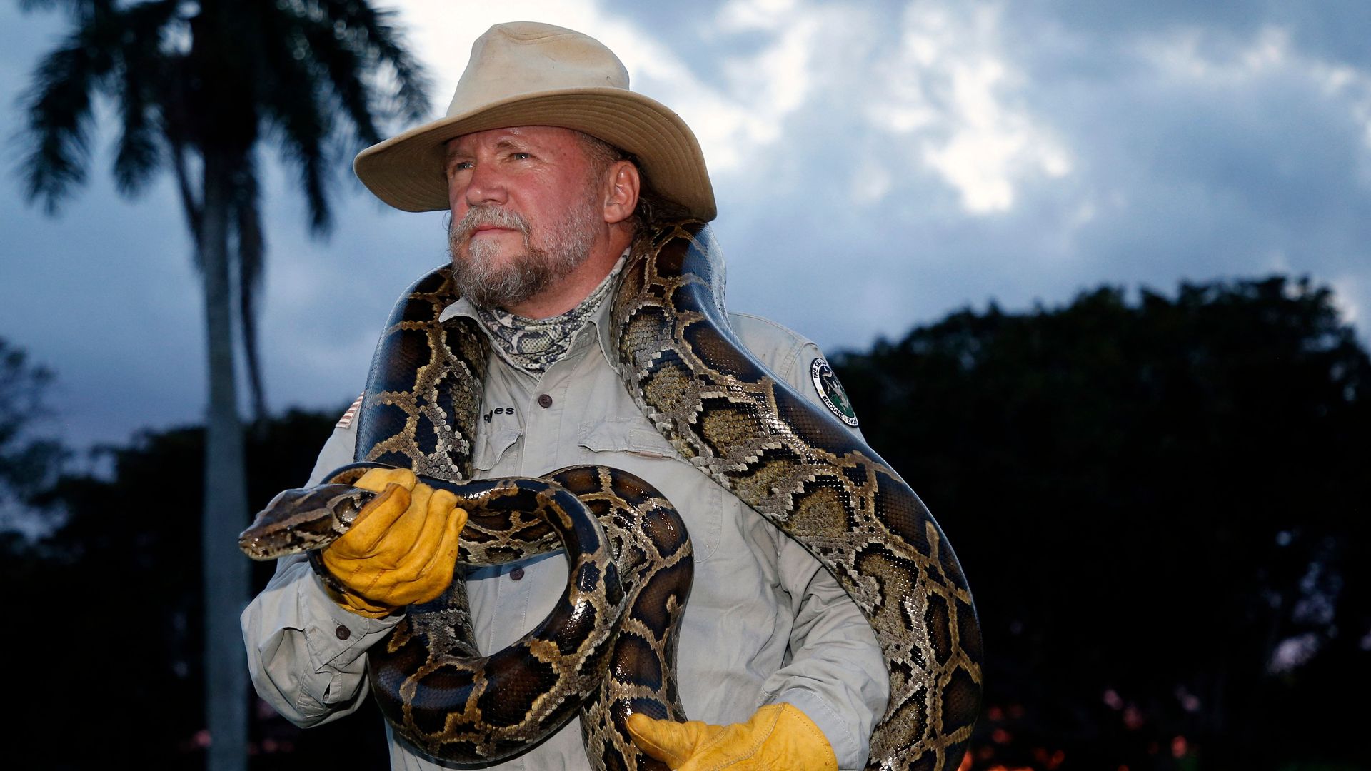 TOPSHOT - Tom Rahill, founder of Swamp Apes, handles a Burmese python as he speaks about the snake at Everglades Holiday Park in Fort Lauderdale, Florida on April 25, 2019. - Along with the venomous lionfish, the Burmese python is perhaps the least welcome invasive species in Florida: lacking any na