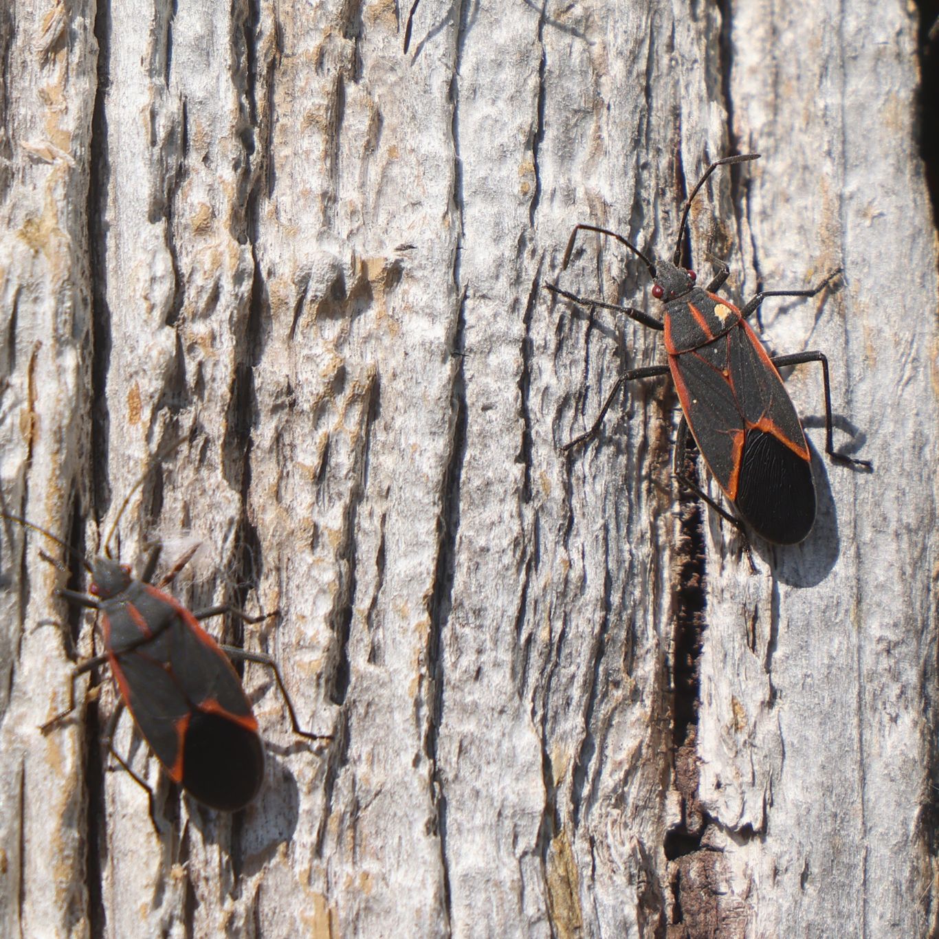 Springtime pests are back in Portland. Which one bugs you most Springtime pests are back in Portland. Which one bugs you most