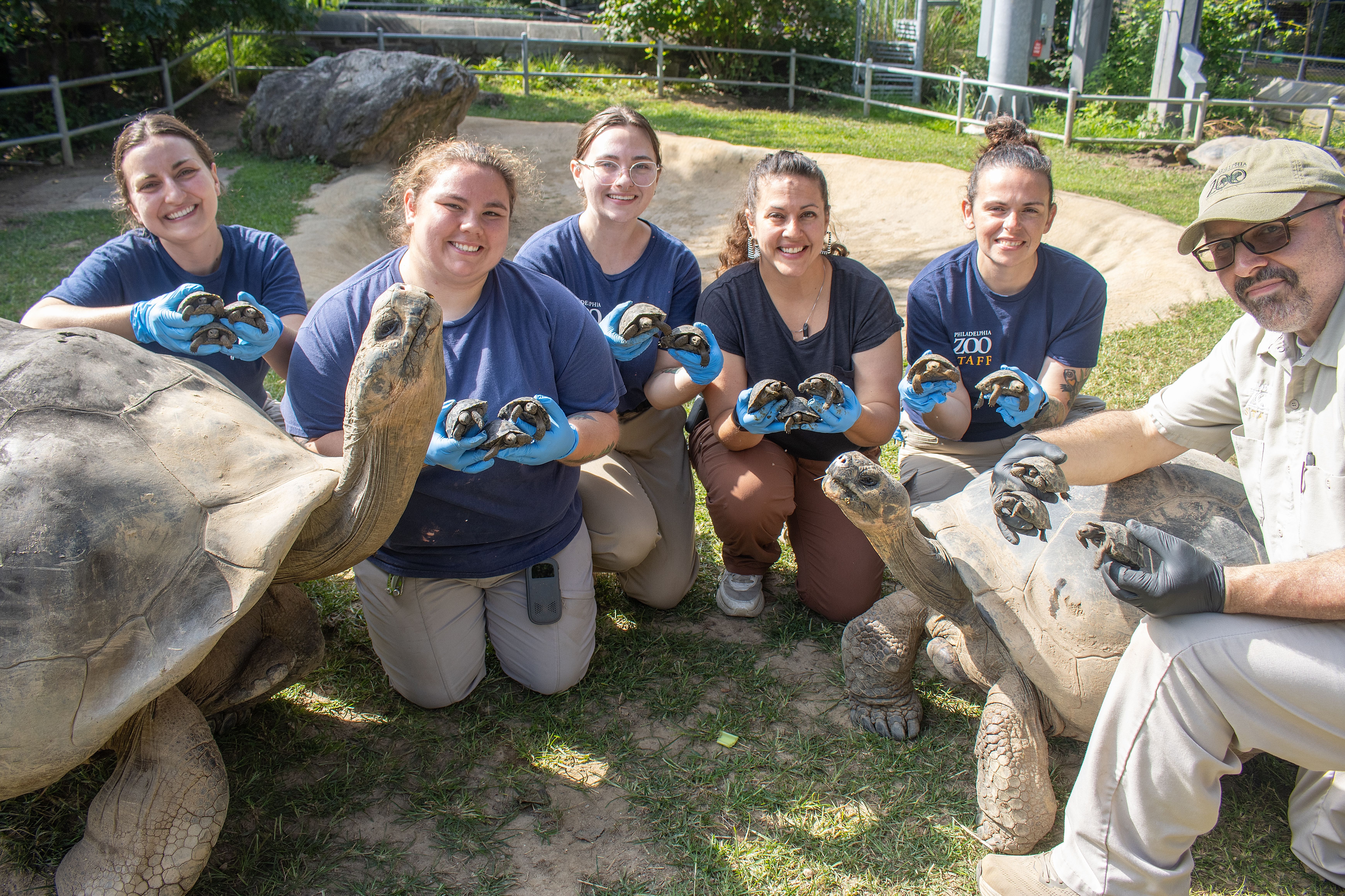 Philly's famous tortoise couple: Abruzzo, left, and Mommy, right, with their 16 hatchlings. 