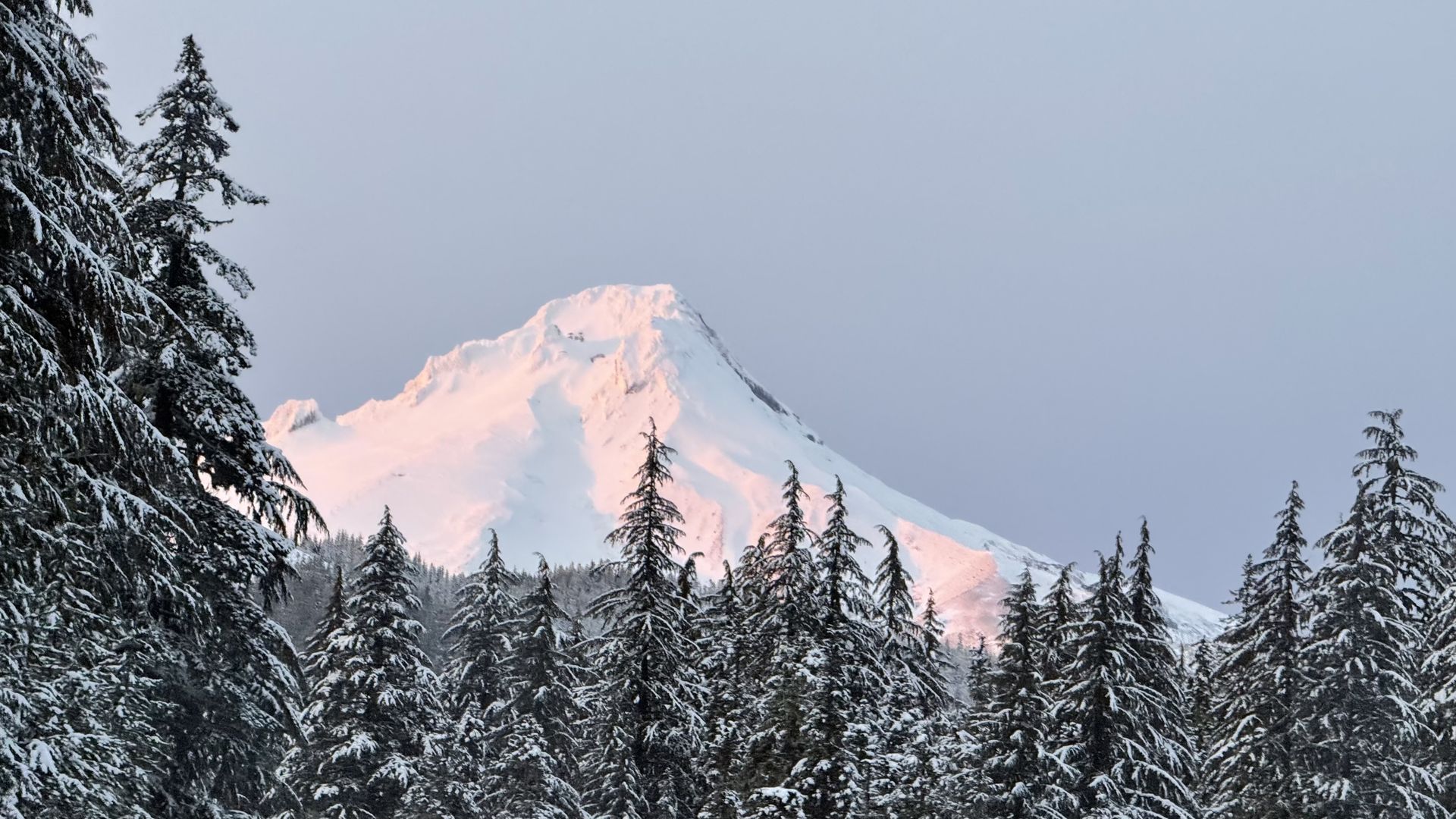 Snow-covered mountain bathed in soft pink light behind a dense forest of tall pine trees dusted with snow under a clear pale blue sky.