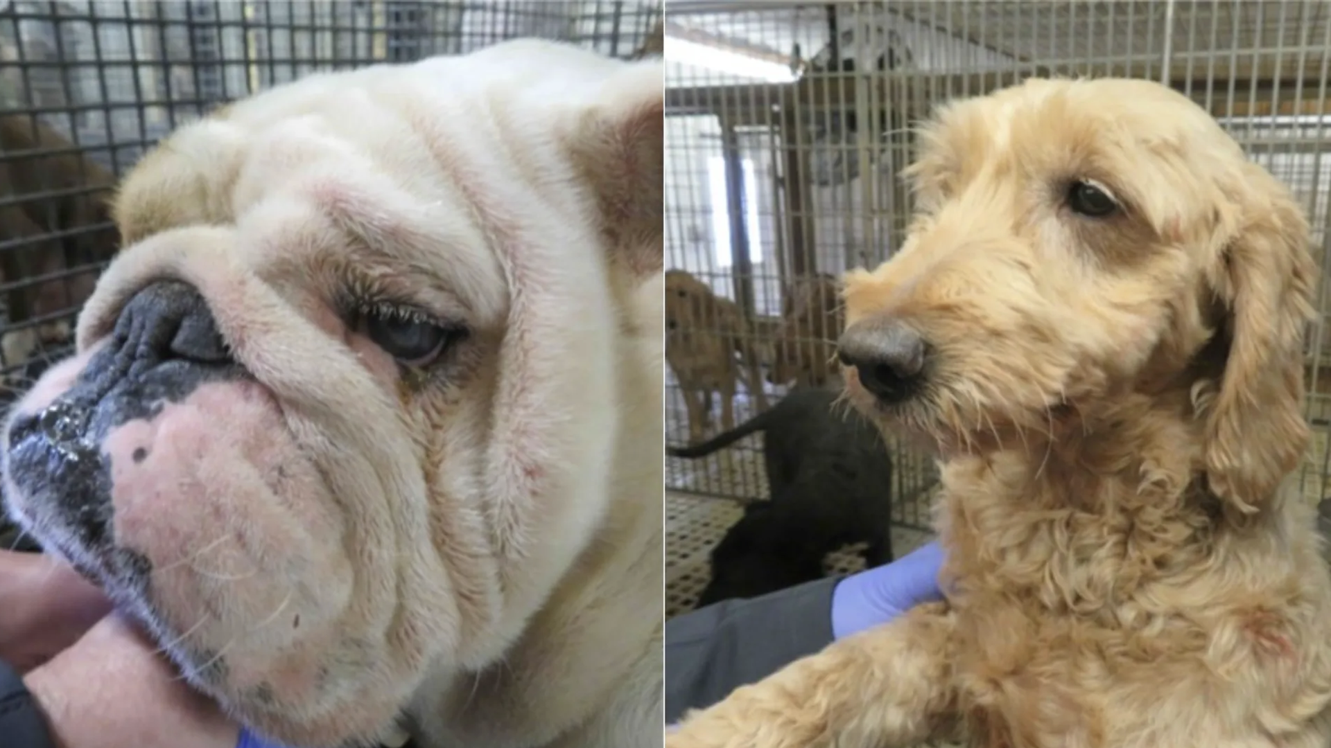 Two dogs in cages: left is a pale, wrinkled bulldog with a pink muzzle; right is a fluffy golden dog with a scruffy coat held by a gloved hand.