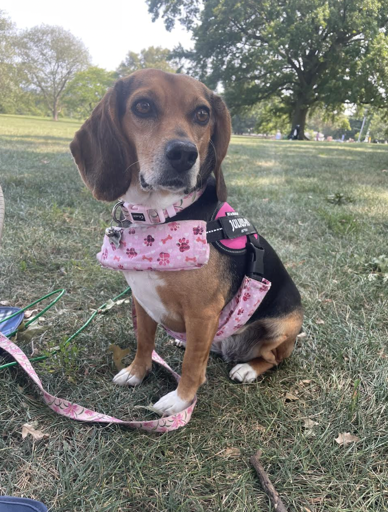 Beagle in a pink harness