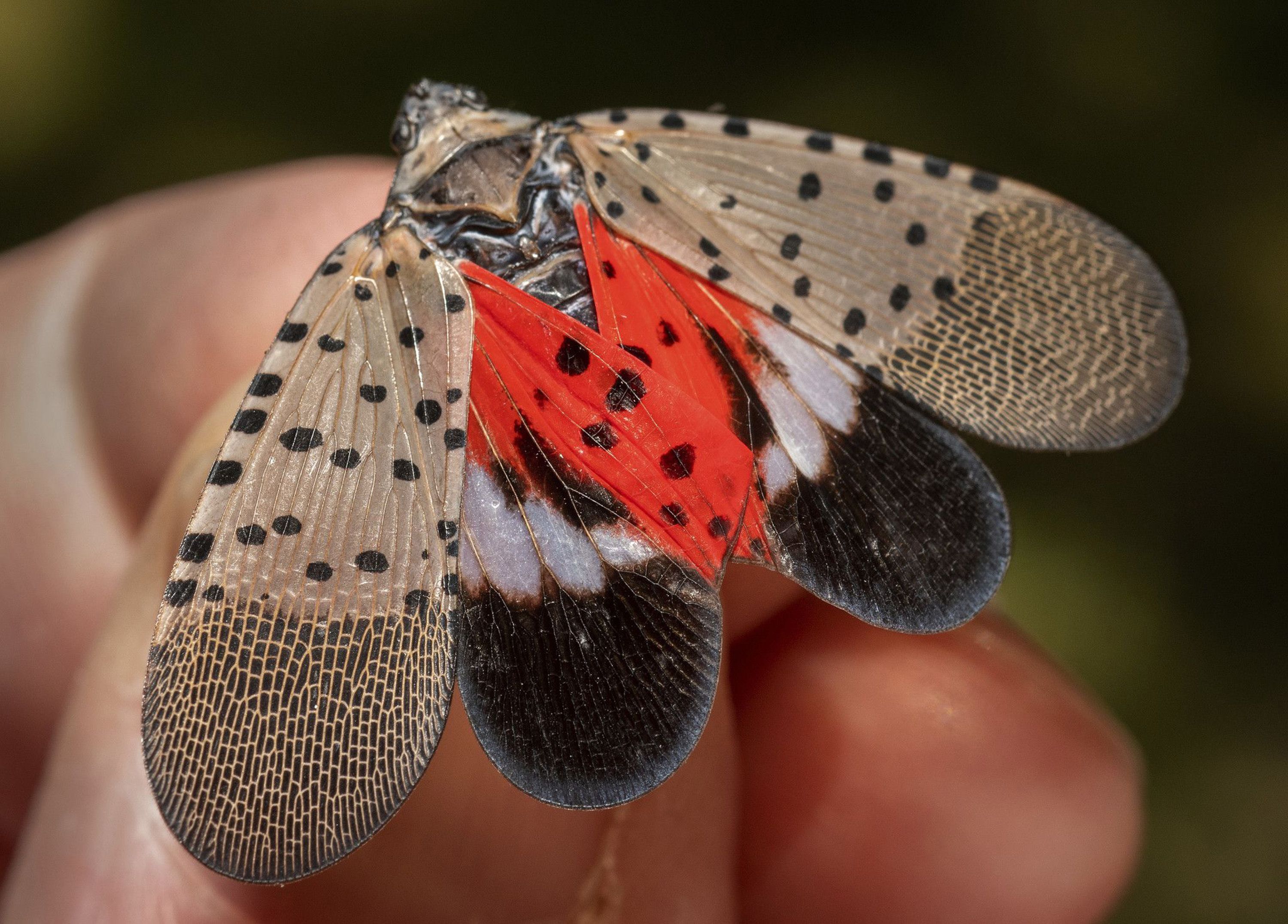 An adult spotted lanternfly on a person's fingertip. 