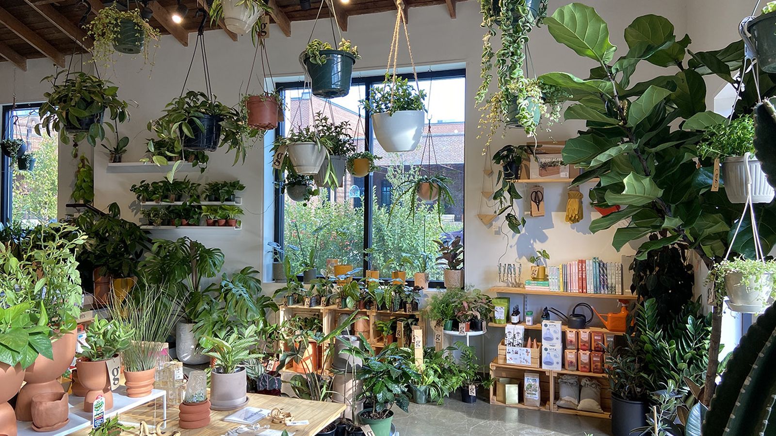 5 cool plant shops in Charlotte - Axios Charlotte