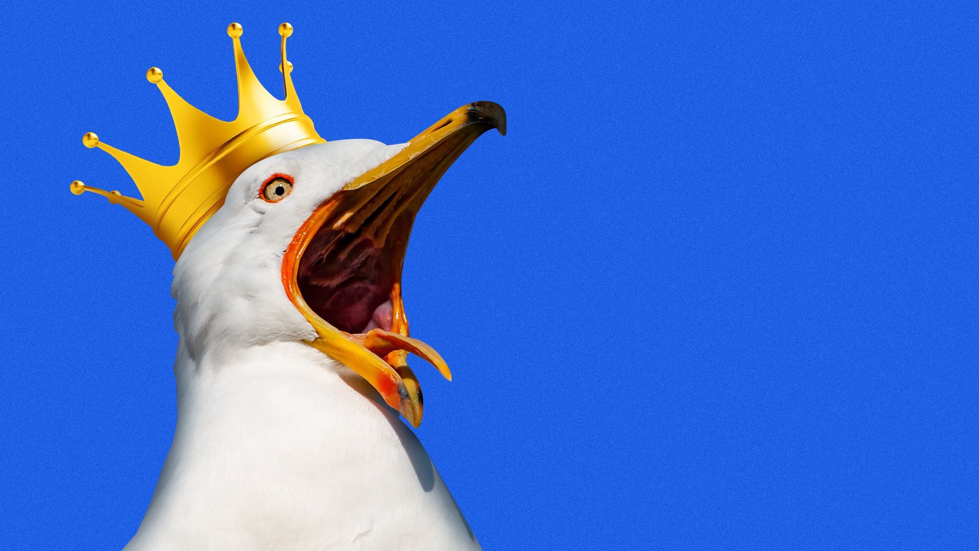 Illustration of a screeching seagull wearing a golden crown. 
