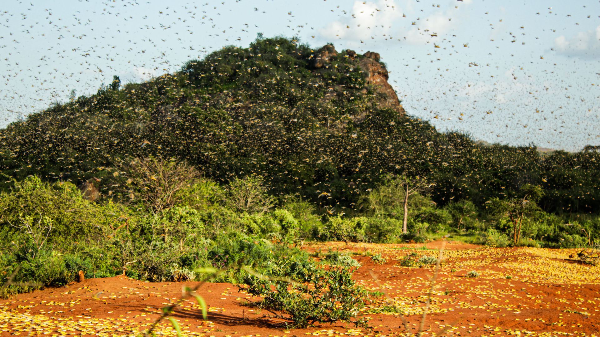 Cloud of locusts flying in Mwingi North, Kenya, in February