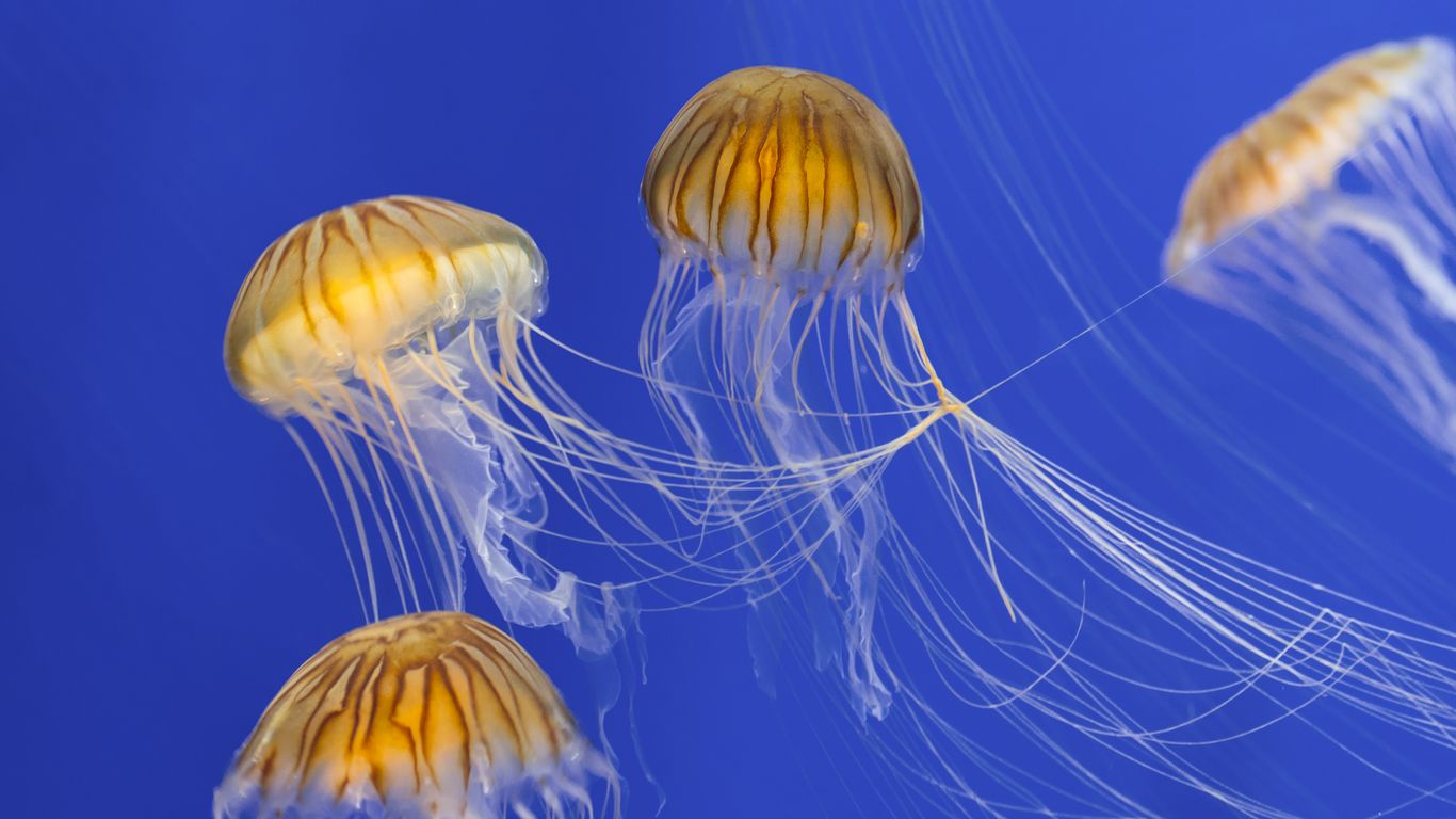How Much Does A Jellyfish Weigh