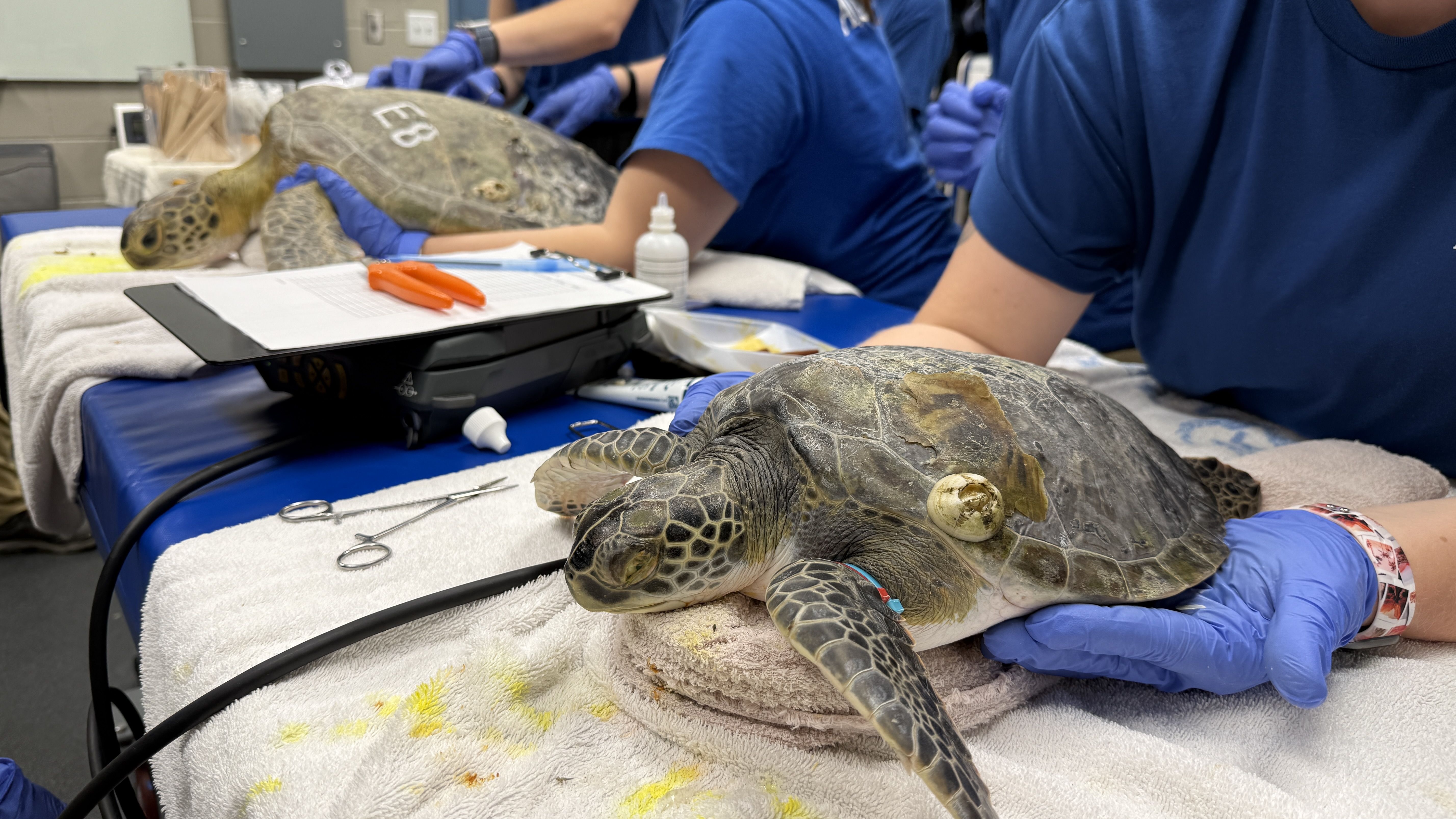 Two turtles receiving medical care on white towels, with one turtle showing a barnacle on its shell, handled by people wearing blue shirts and gloves in a clinical setting.