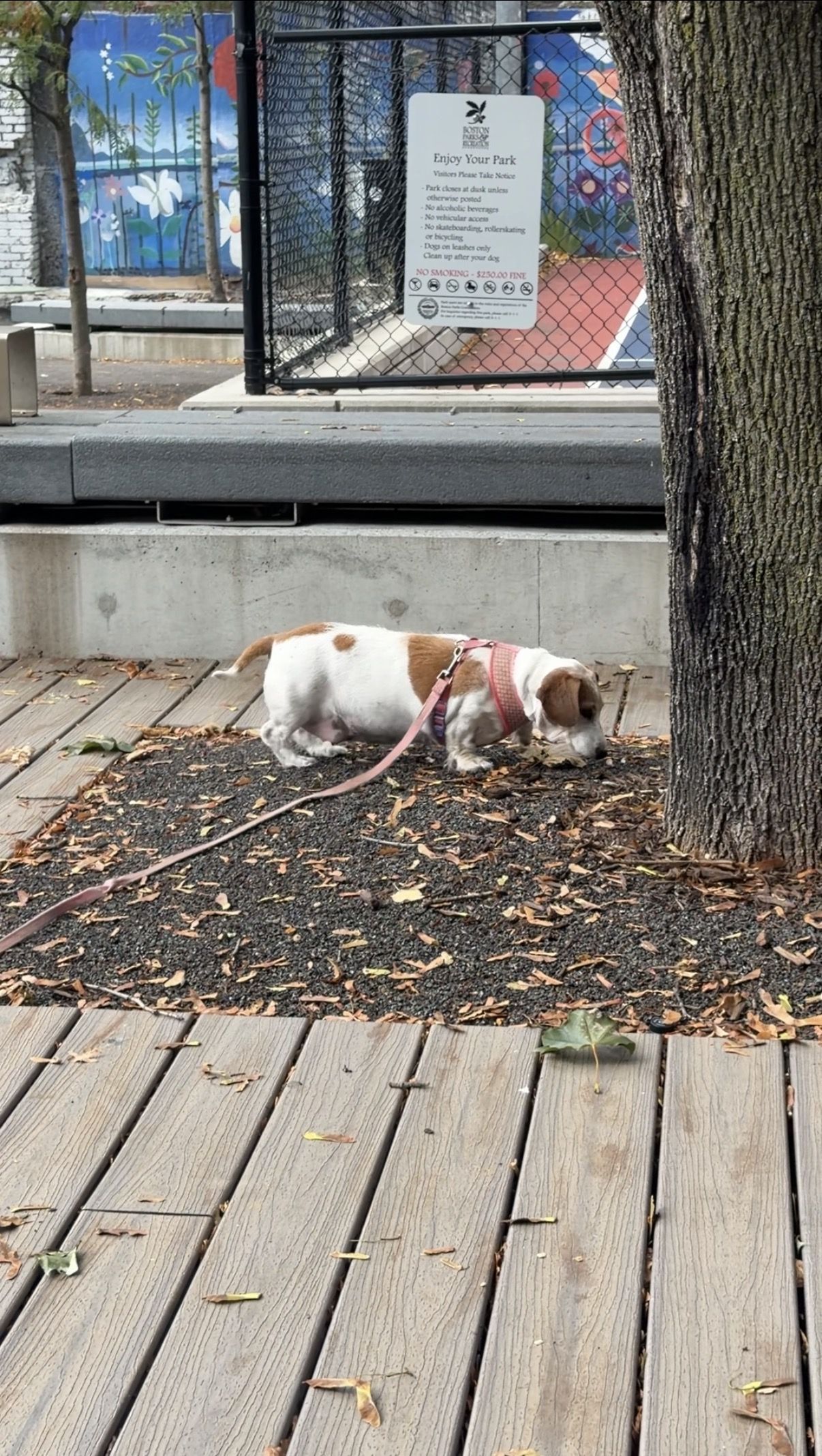 Lilly, a 7-year-old dachshund, sniffs around for rats at Cutillo Park in the North End.