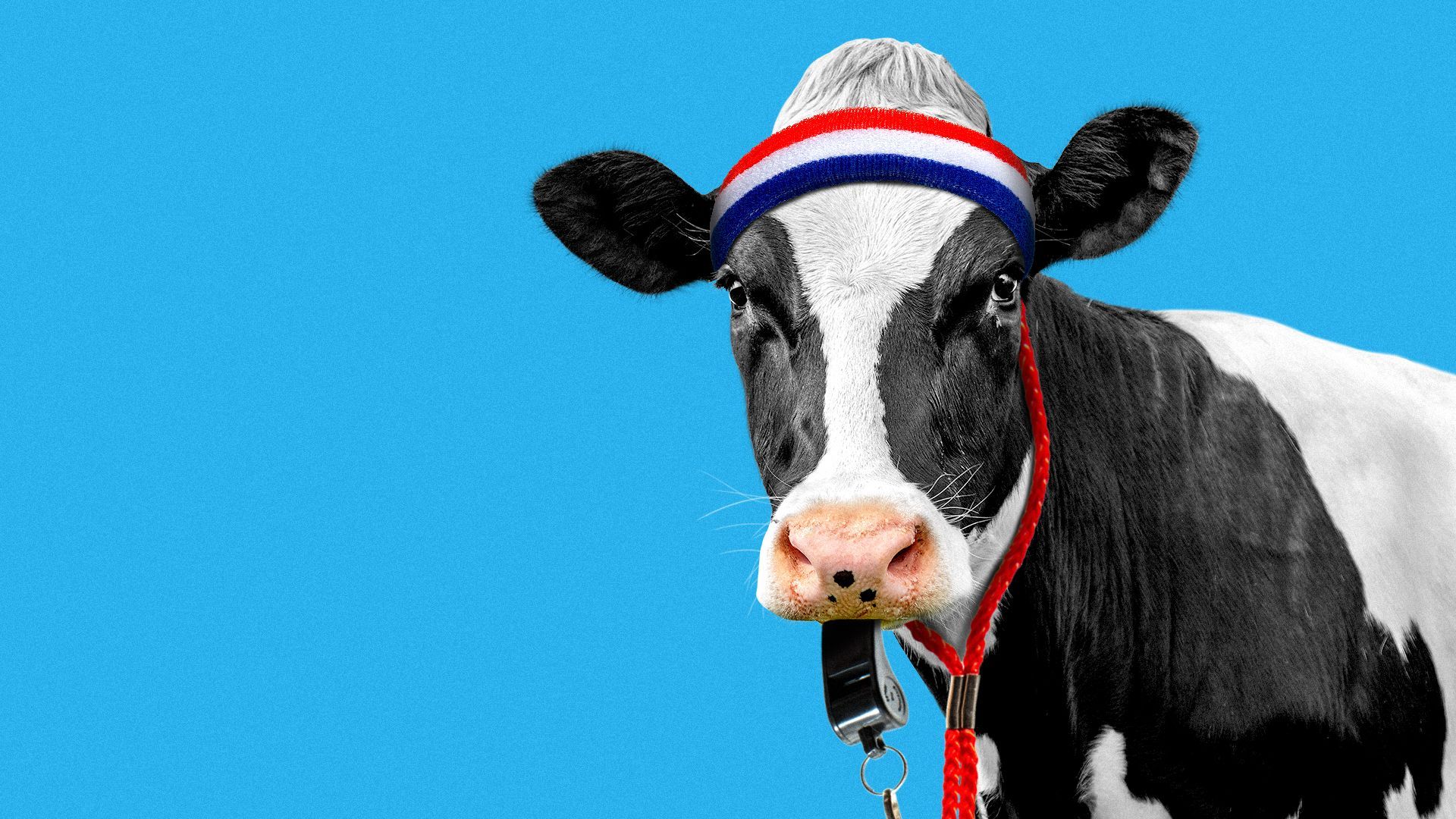 Illustration of a cow wearing a sweatband and blowing a whistle.