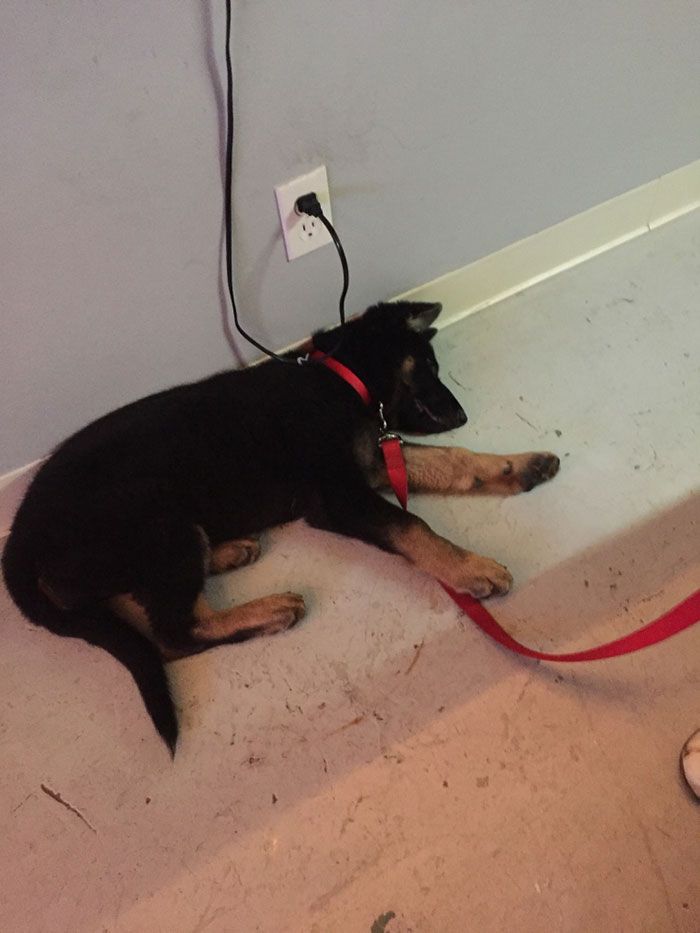 sleeping dog named moose