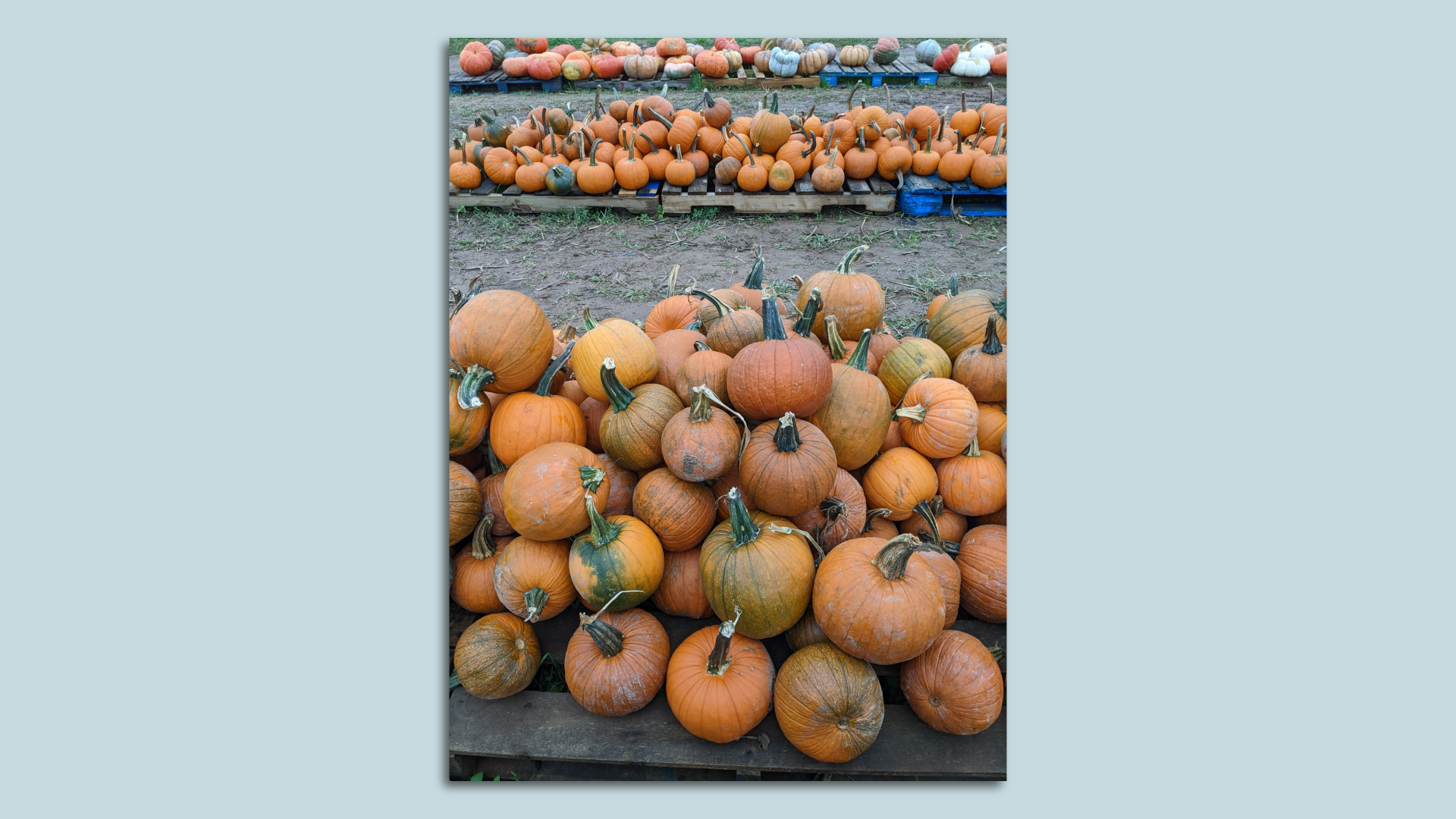 Pumpkins