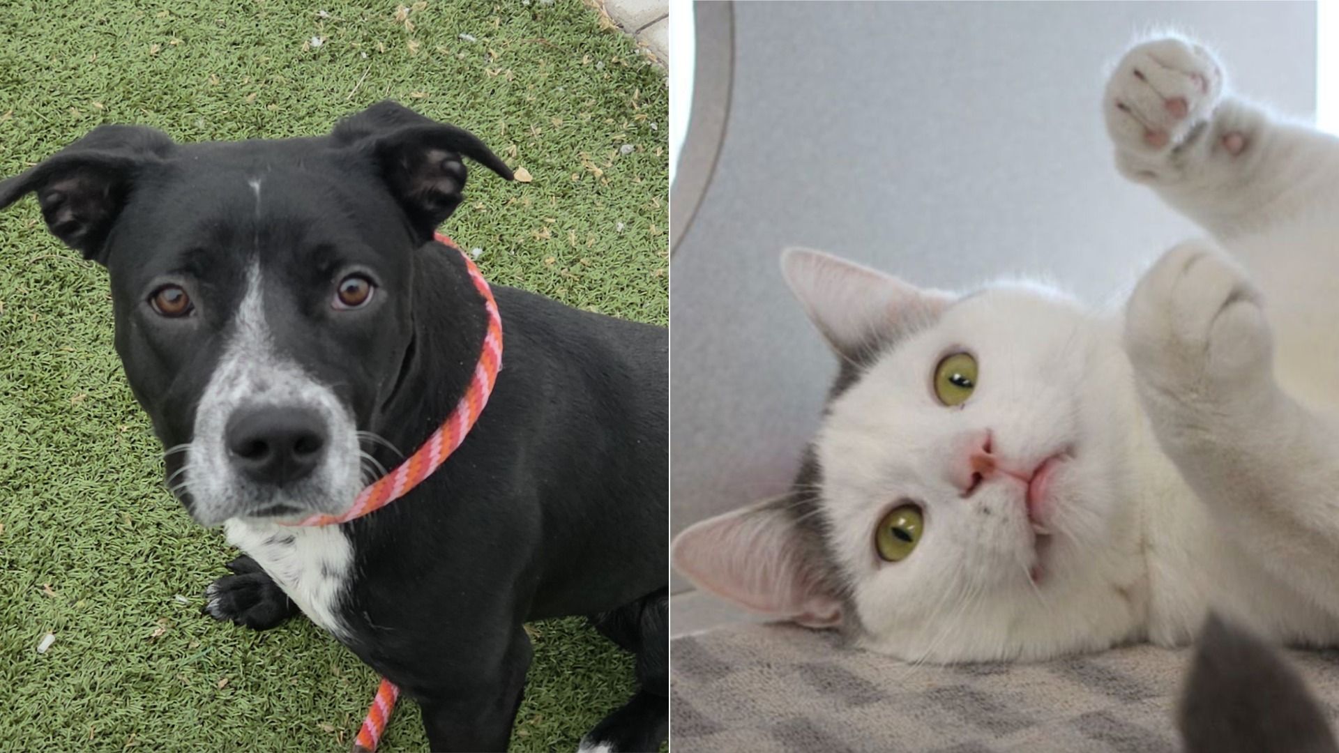 Split image: left - black dog with a white blaze on its face and chest, wearing a pink striped collar on green grass; right - a white cat with green eyes lying on its side with paws raised playfully.
