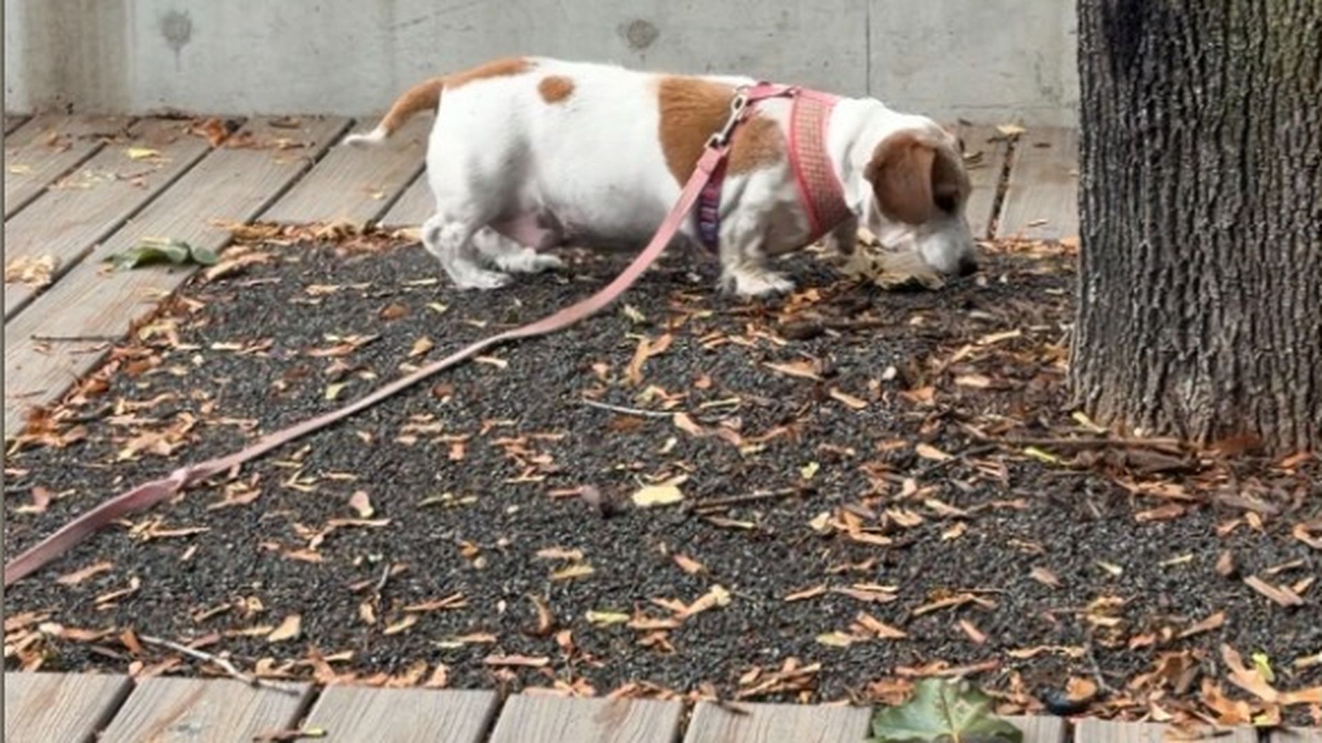 Lilly, a 7-year-old dachshund, sniffs around for rats at Cutillo Park in the North End.