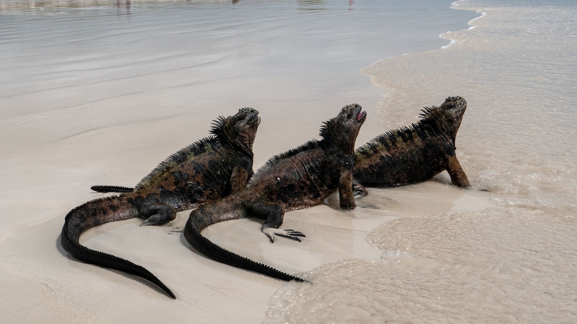 Marine iguanas on the Galapagos Islands