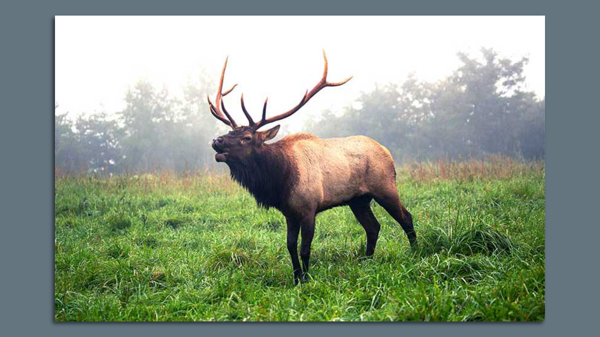 An majestic looking elk in Virginia 