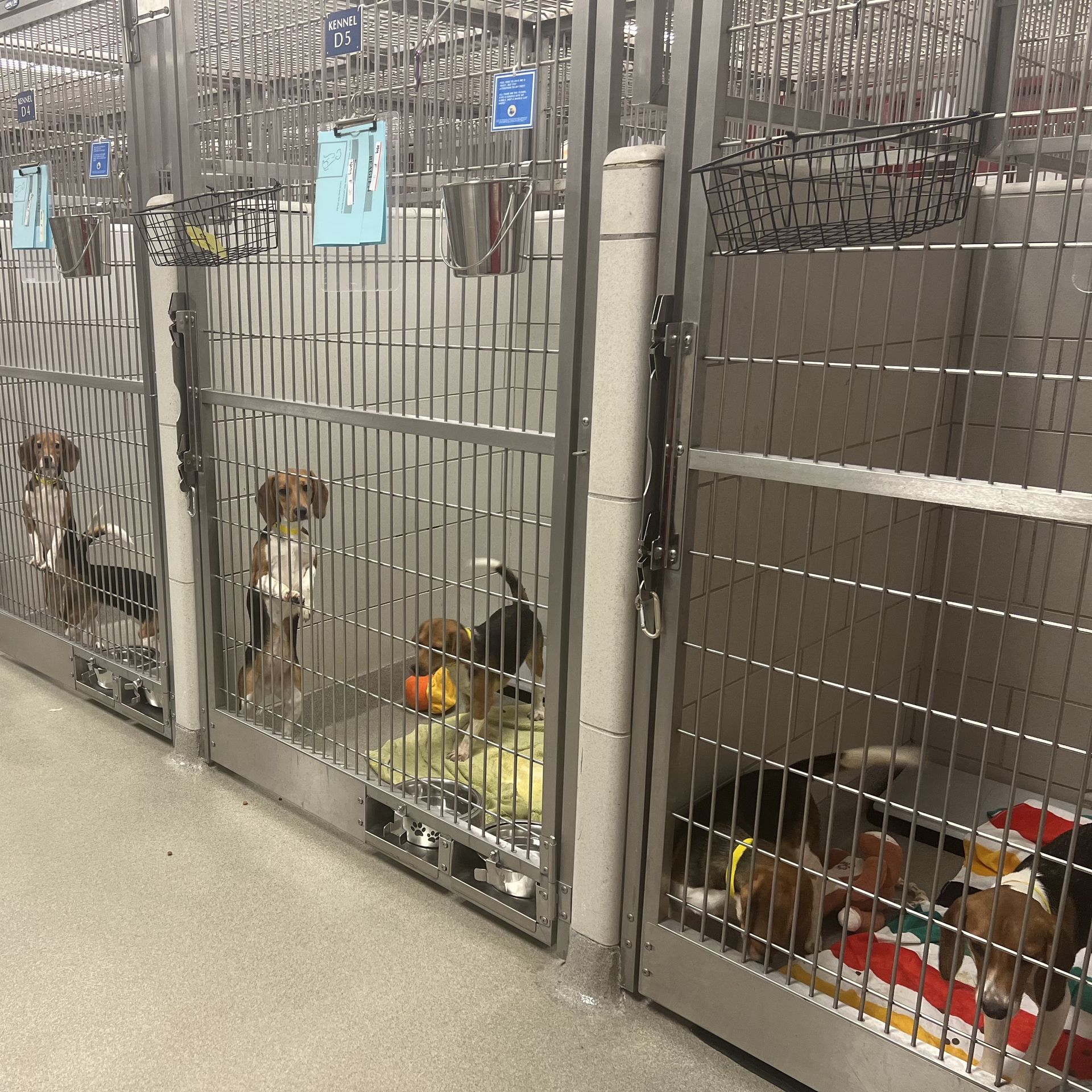 Beagles at the Nashville Humane Association