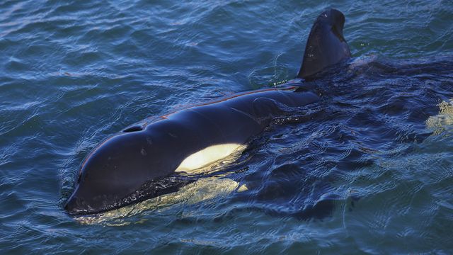 killer whales sink yacht